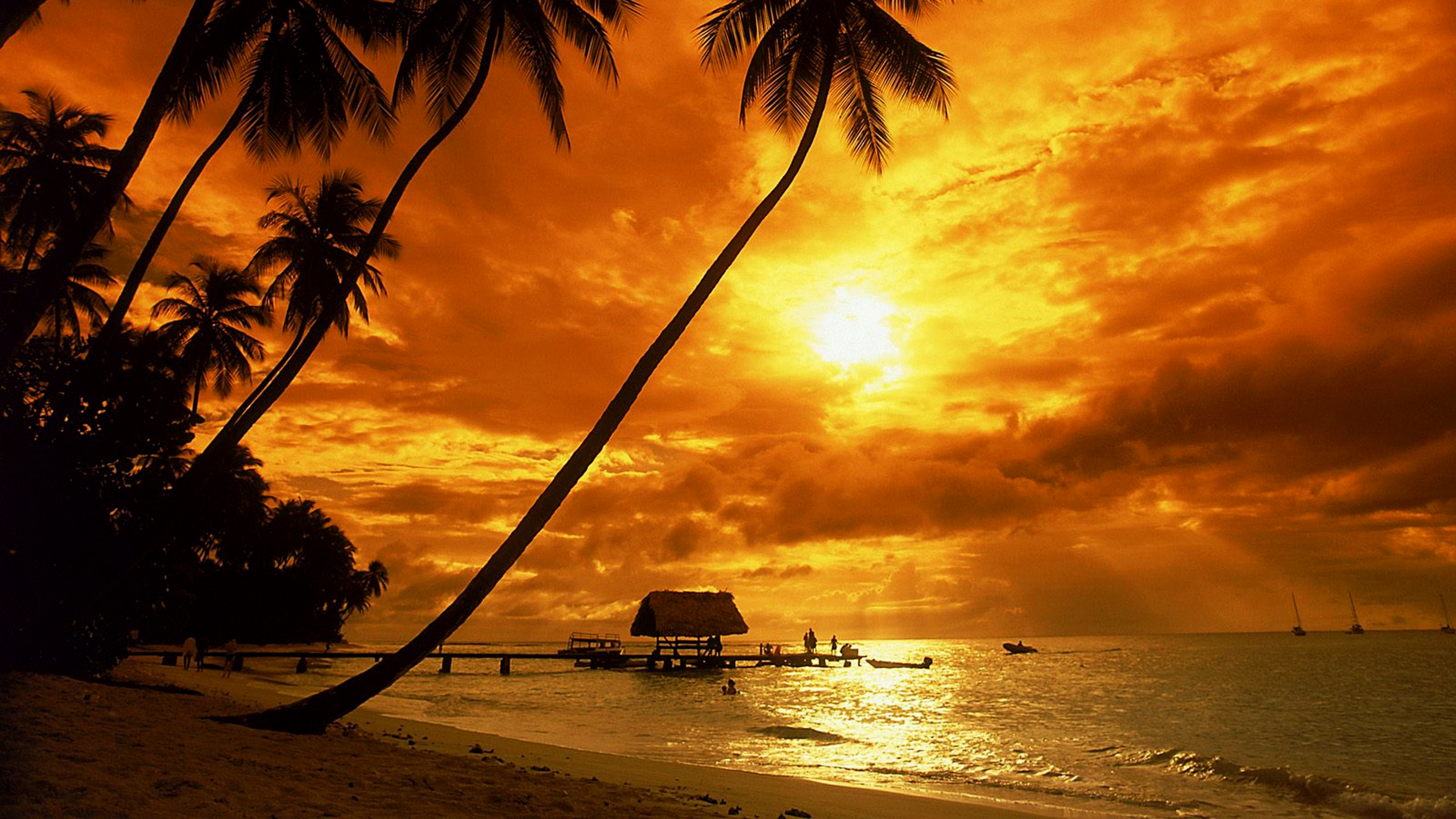 sunset wallpaper,sky,tropics,sunset,tree,palm tree