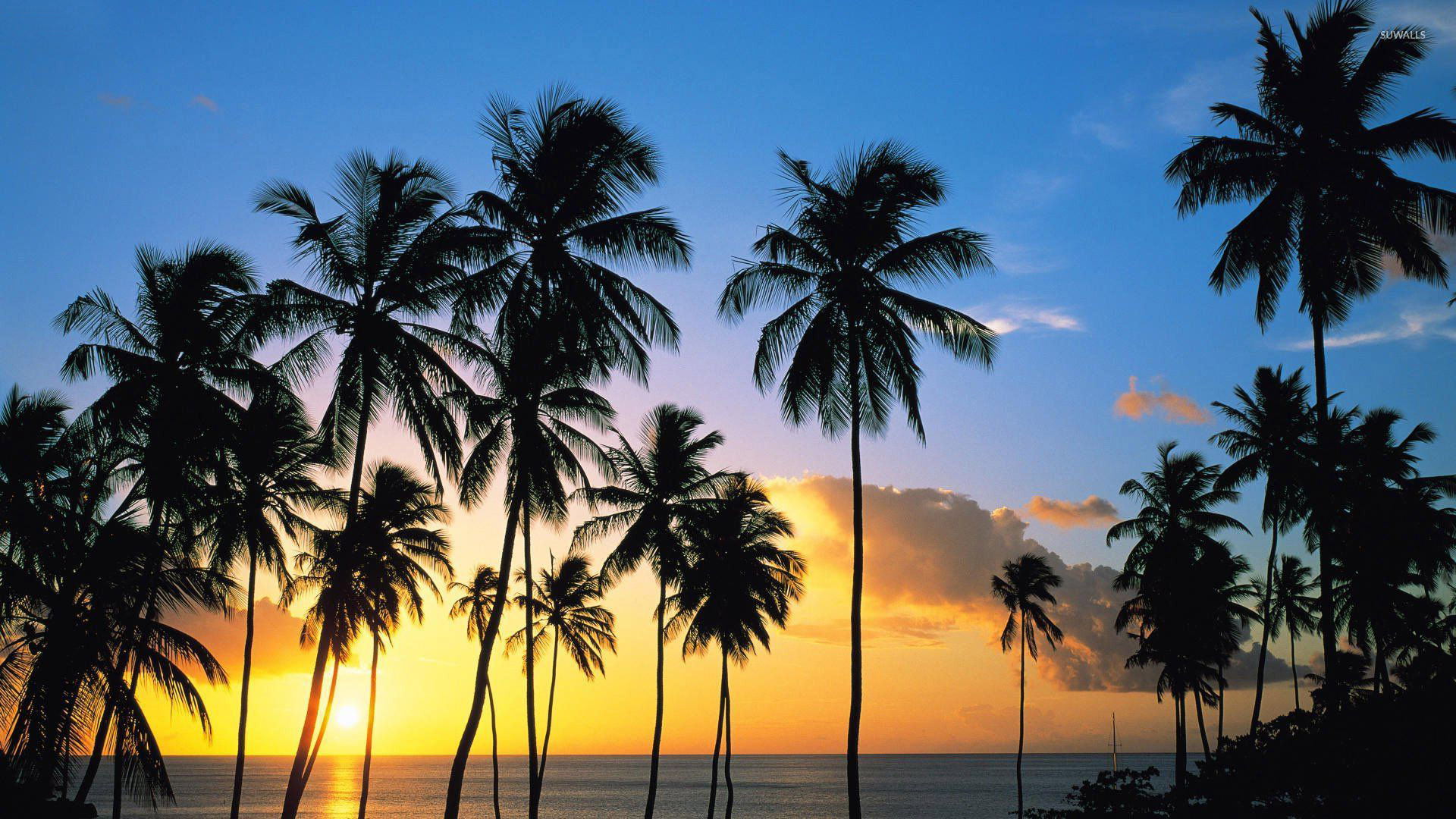 puesta de sol fondo de pantalla,árbol,cielo,palmera,planta leñosa,attalea speciosa