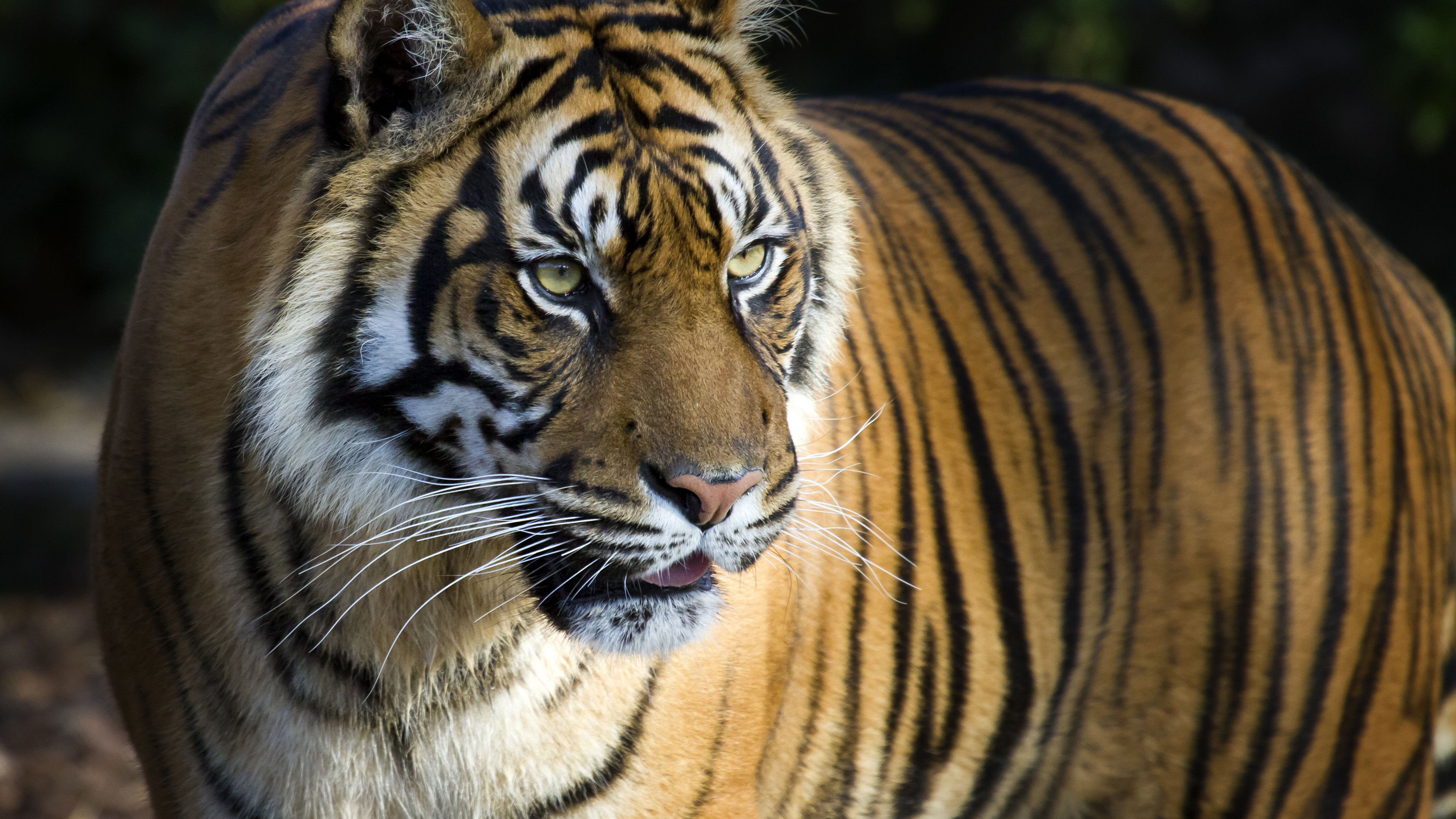 tiger tapete,tiger,tierwelt,landtier,bengalischer tiger,sibirischer tiger