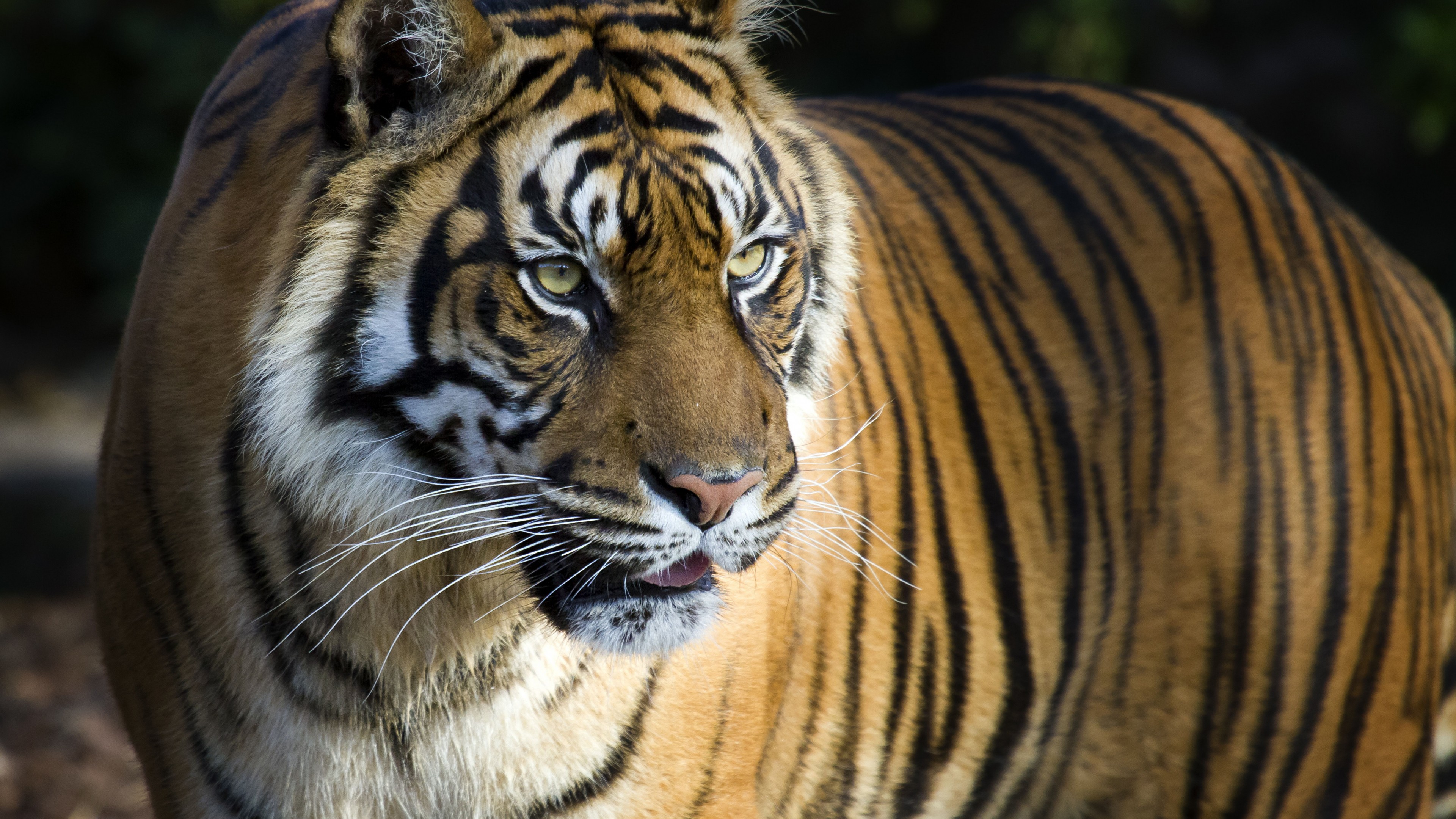 tiger-tapete-tiger-tierwelt-landtier-bengalischer-tiger-sibirischer