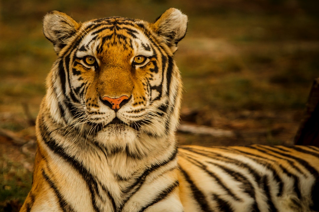 fondo de pantalla de tigre,tigre,animal terrestre,fauna silvestre,tigre de bengala,tigre siberiano