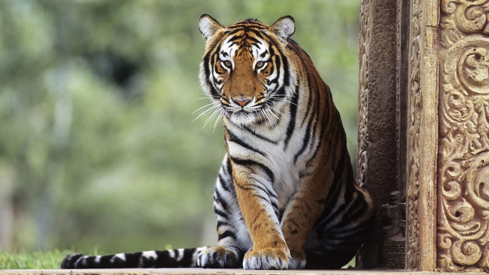tiger wallpaper,tiger,mammal,terrestrial animal,wildlife,vertebrate