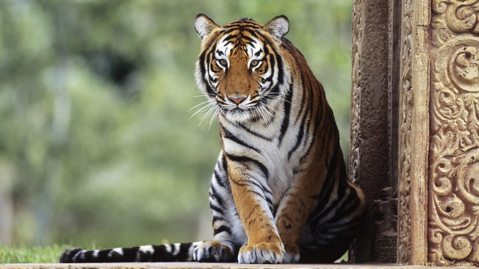 タイガー壁紙,虎,陸生動物,野生動物,ベンガルトラ,シベリアンタイガー