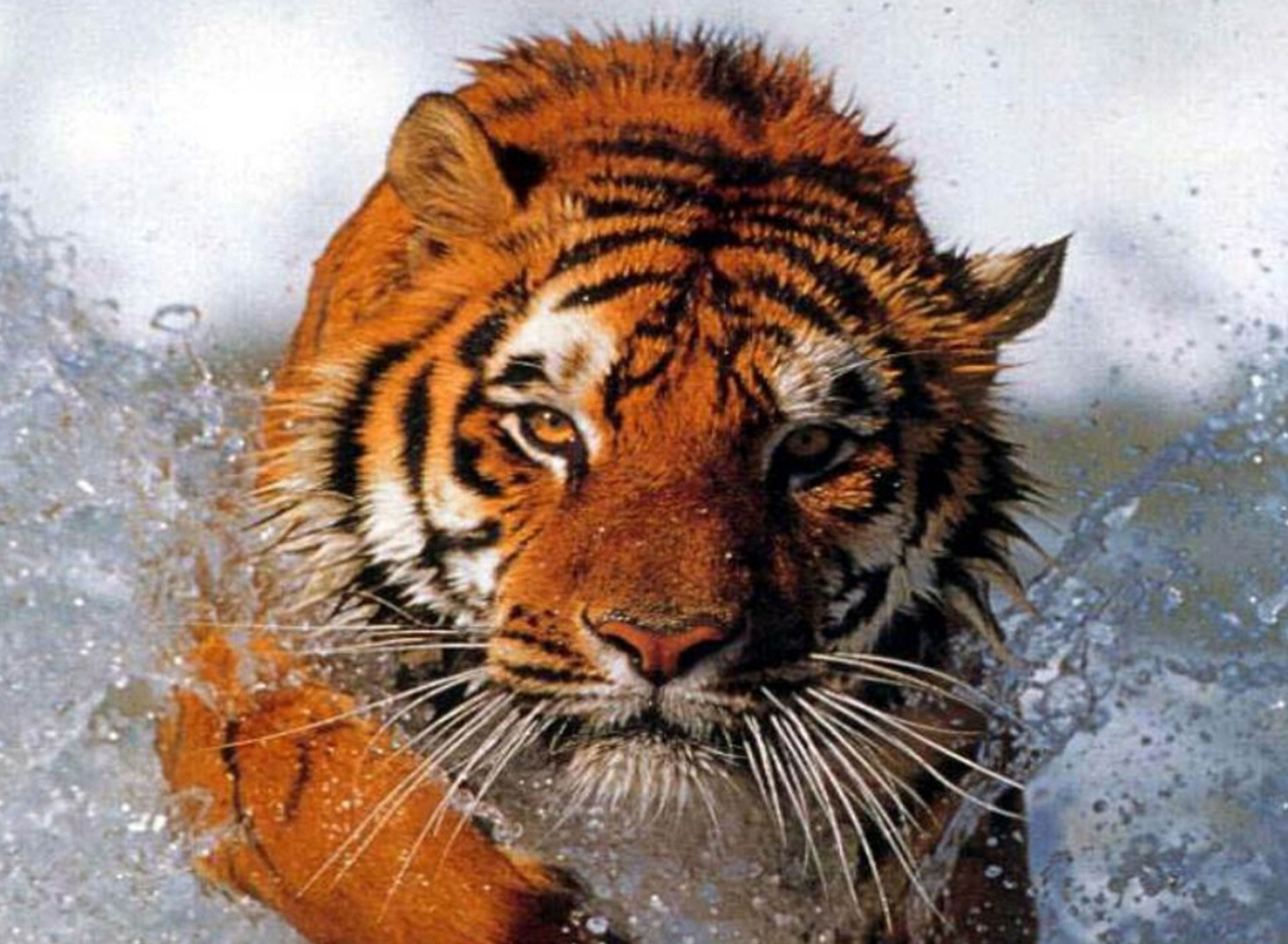 tiger wallpaper,tiger,vertebrate,bengal tiger,mammal,wildlife