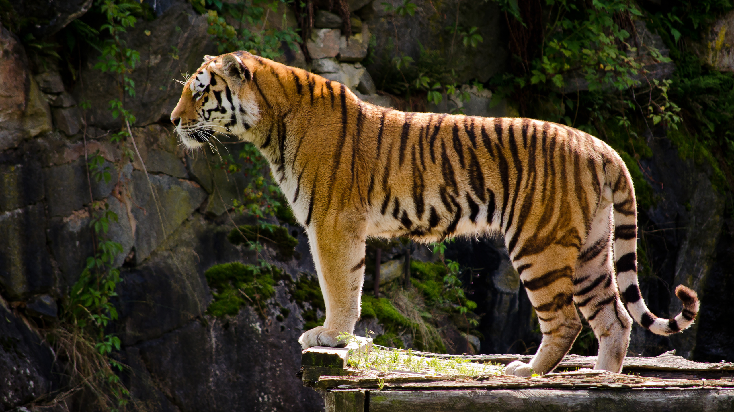 tiger wallpaper,tiger,wildlife,terrestrial animal,mammal,vertebrate