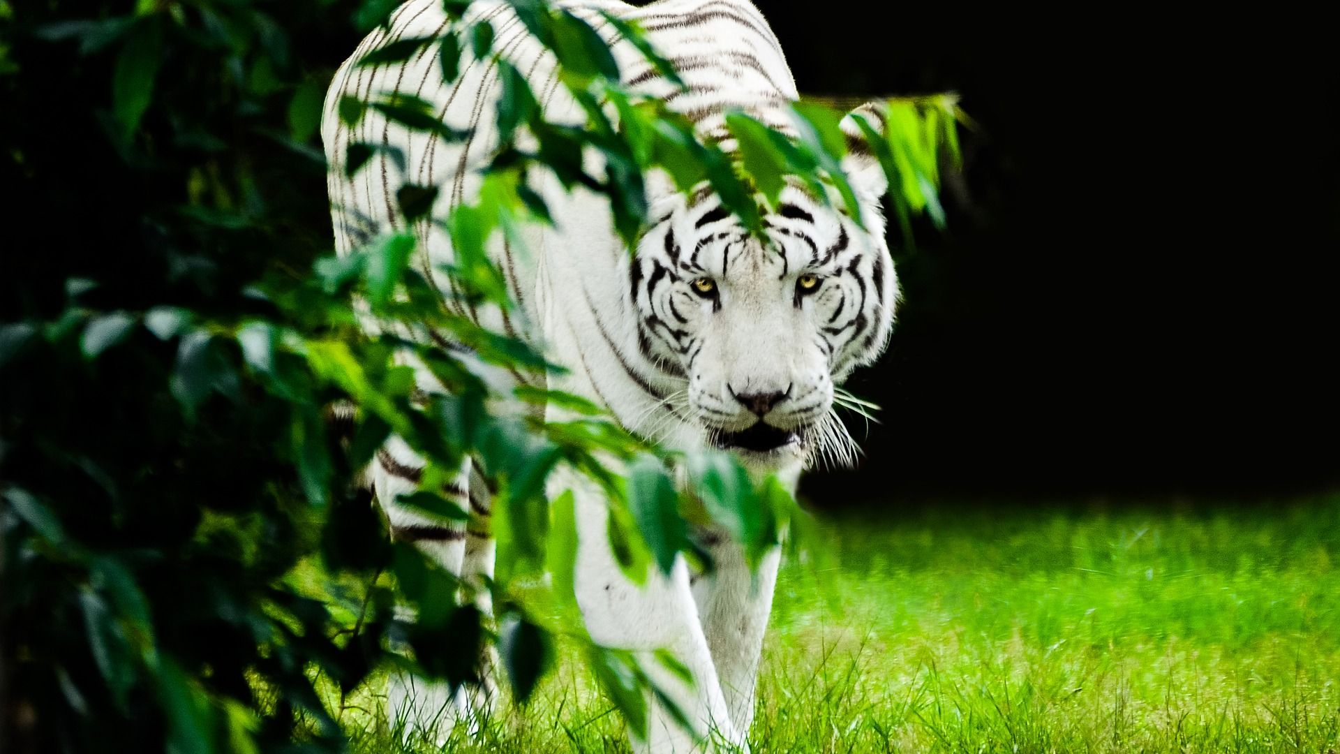 タイガー壁紙,虎,ベンガルトラ,野生動物,緑,ネコ科