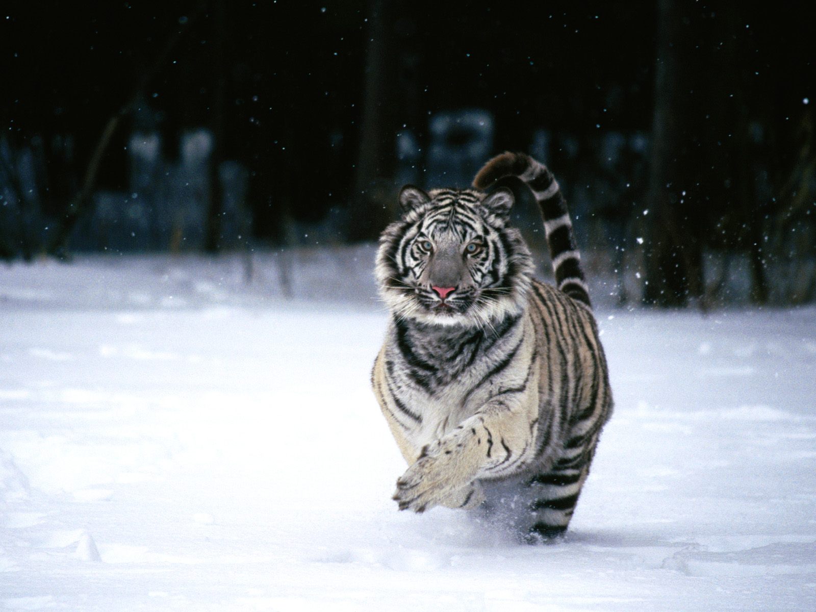 fond d'écran tigre,tigre,tigre du bengale,tigre de sibérie,félidés,faune