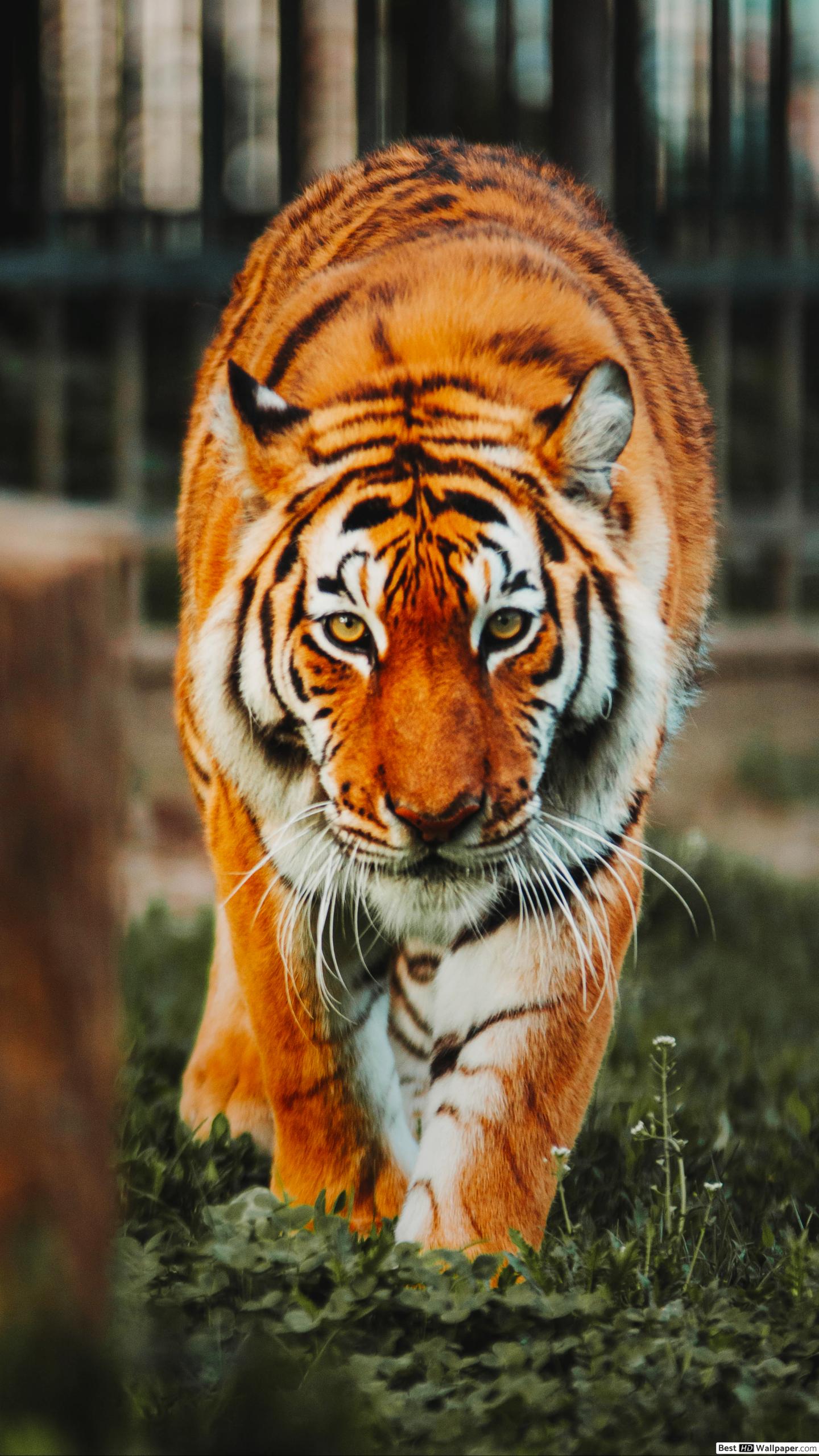 tiger wallpaper,tiger,mammal,terrestrial animal,wildlife,vertebrate