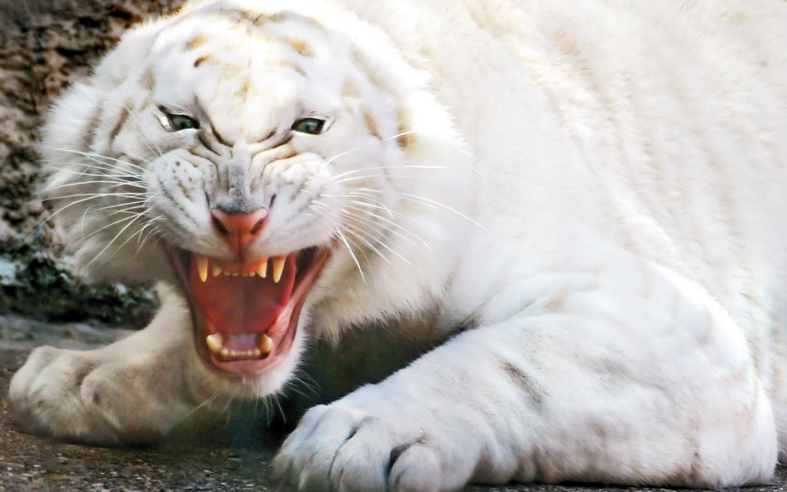 fond d'écran tigre,tigre du bengale,félidés,faune,animal terrestre,rugir