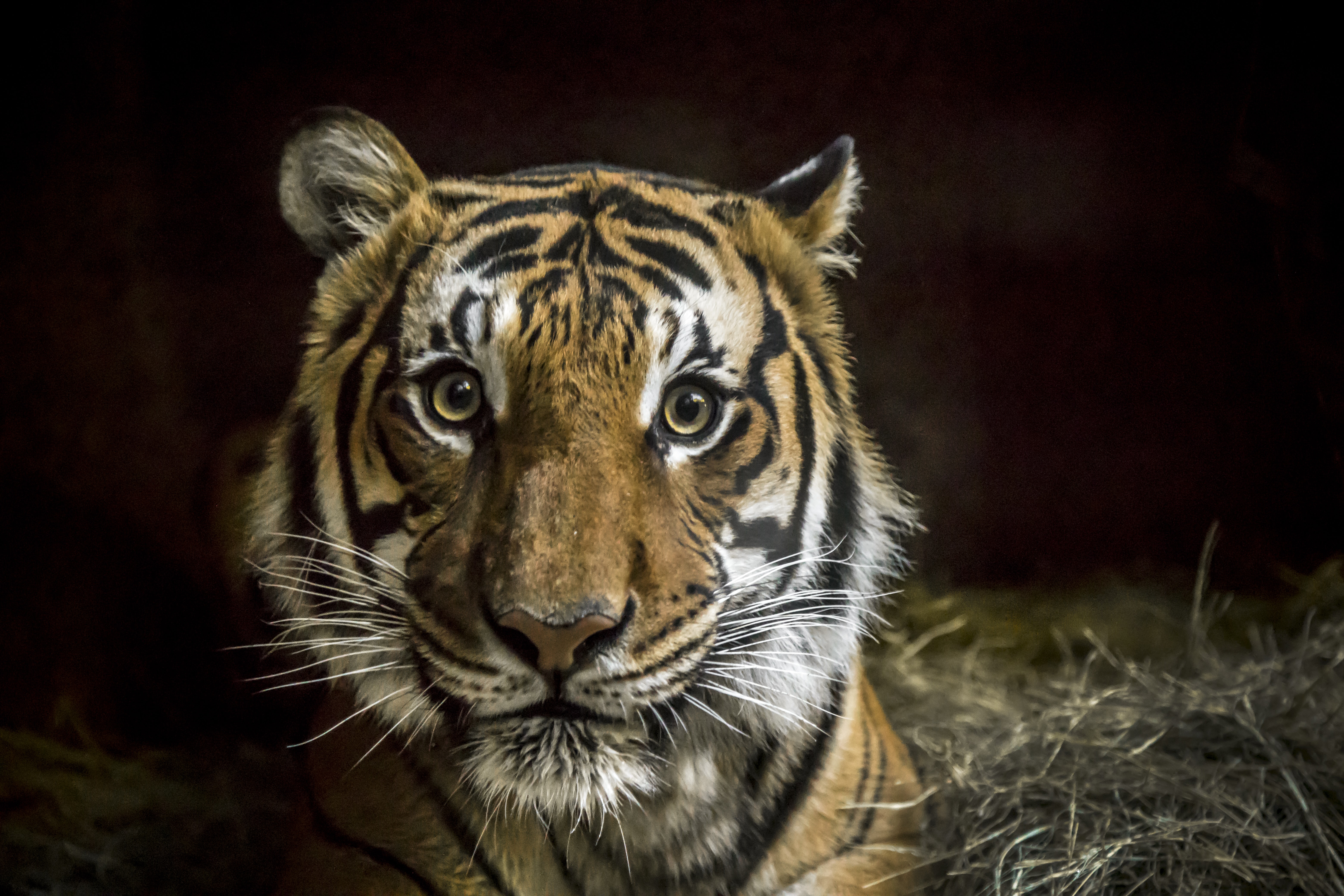 tiger tapete,tiger,tierwelt,landtier,bengalischer tiger,schnurrhaare