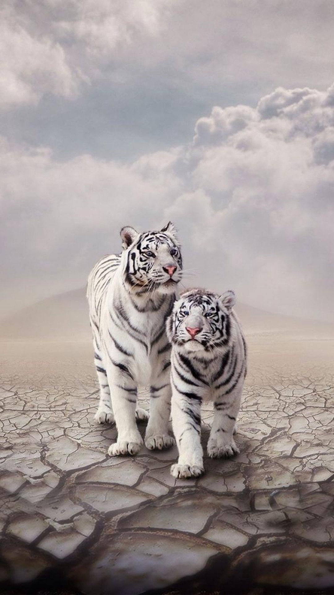 tiger wallpaper,tiger,bengal tiger,mammal,felidae,siberian tiger