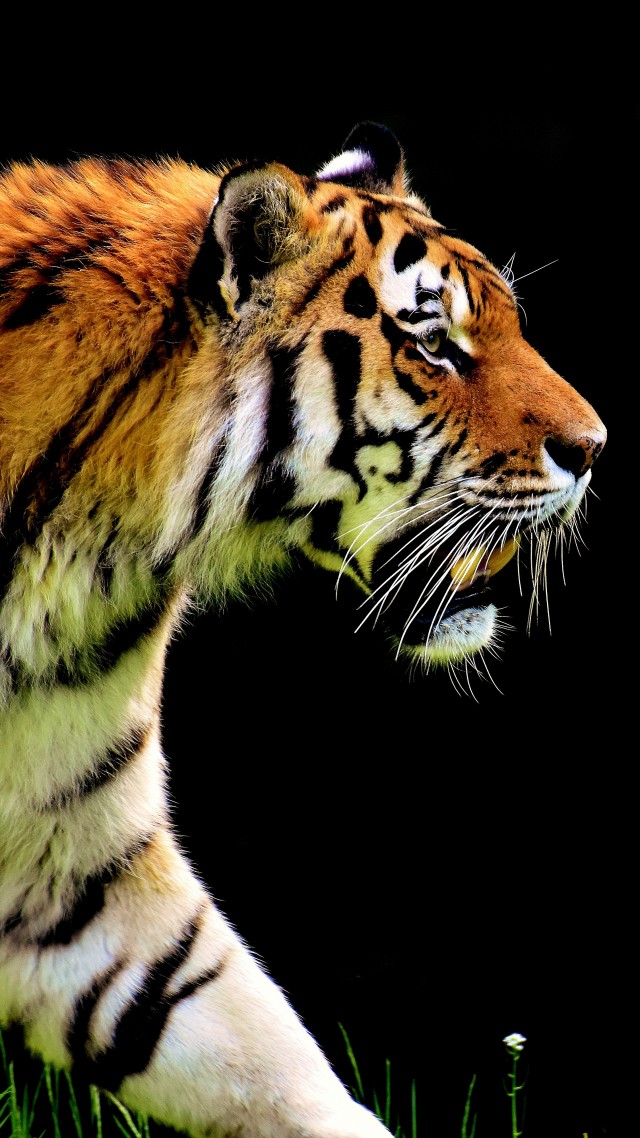 tiger wallpaper,wildlife,tiger,vertebrate,terrestrial animal,bengal tiger