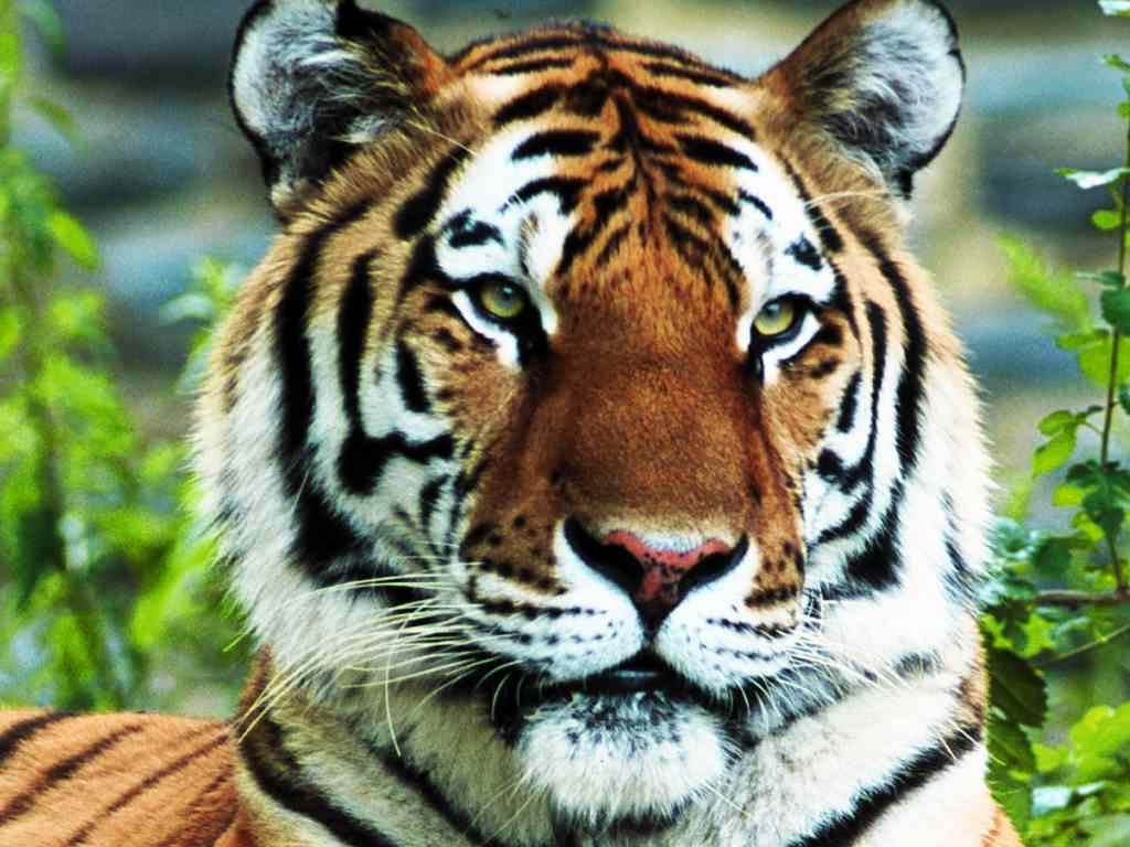 carta da parati tigre,tigre,animale terrestre,natura,tigre del bengala,tigre siberiana