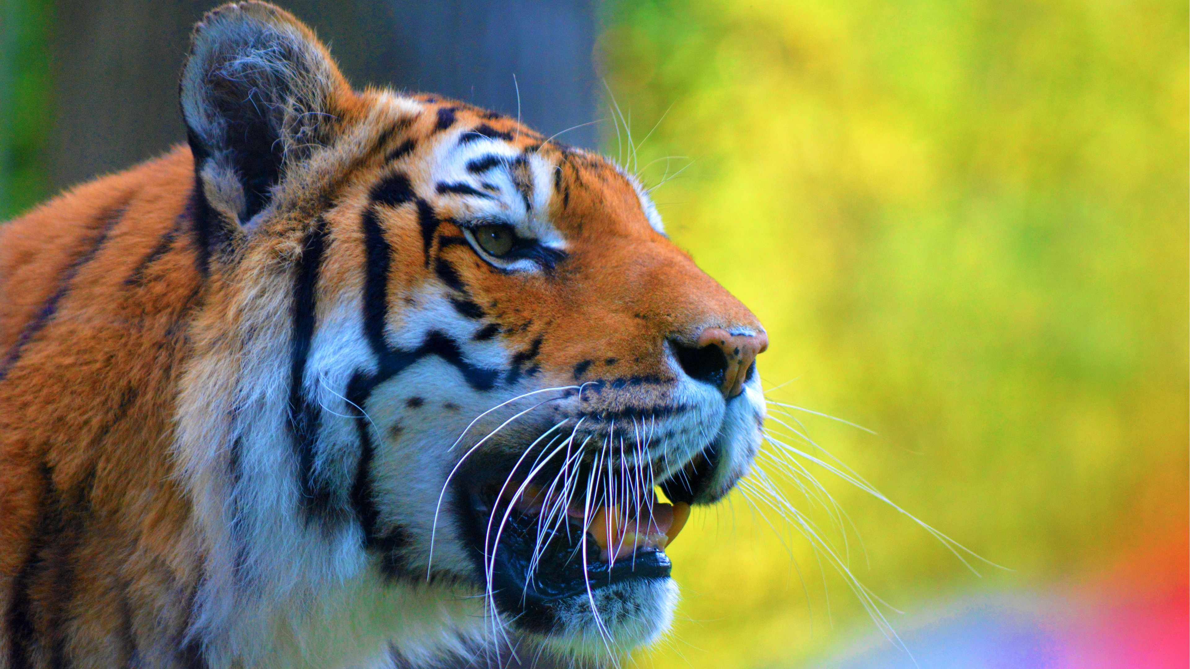 tiger tapete,tiger,tierwelt,bengalischer tiger,landtier,schnurrhaare