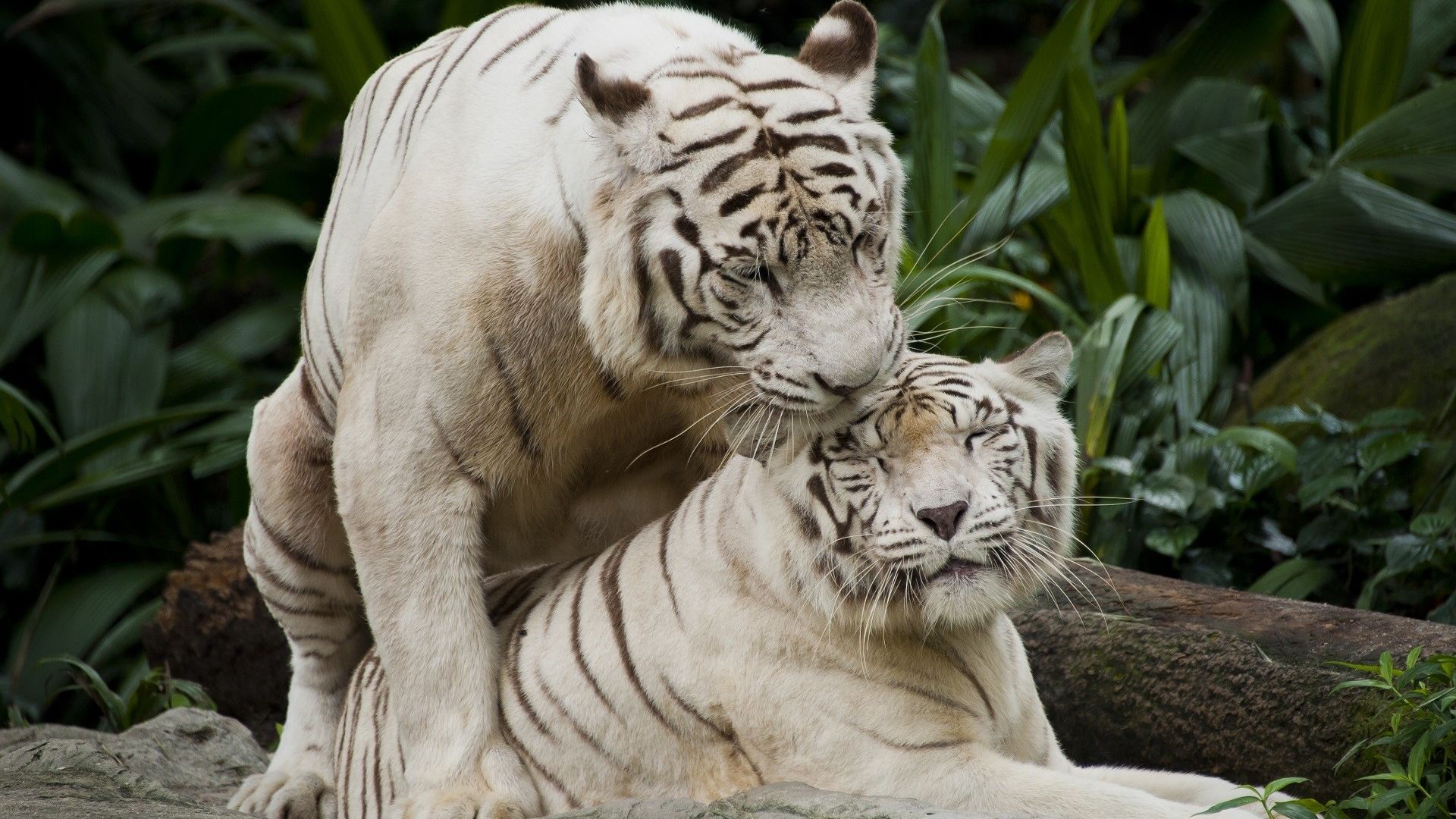fond d'écran tigre,tigre,animal terrestre,faune,tigre du bengale,félidés