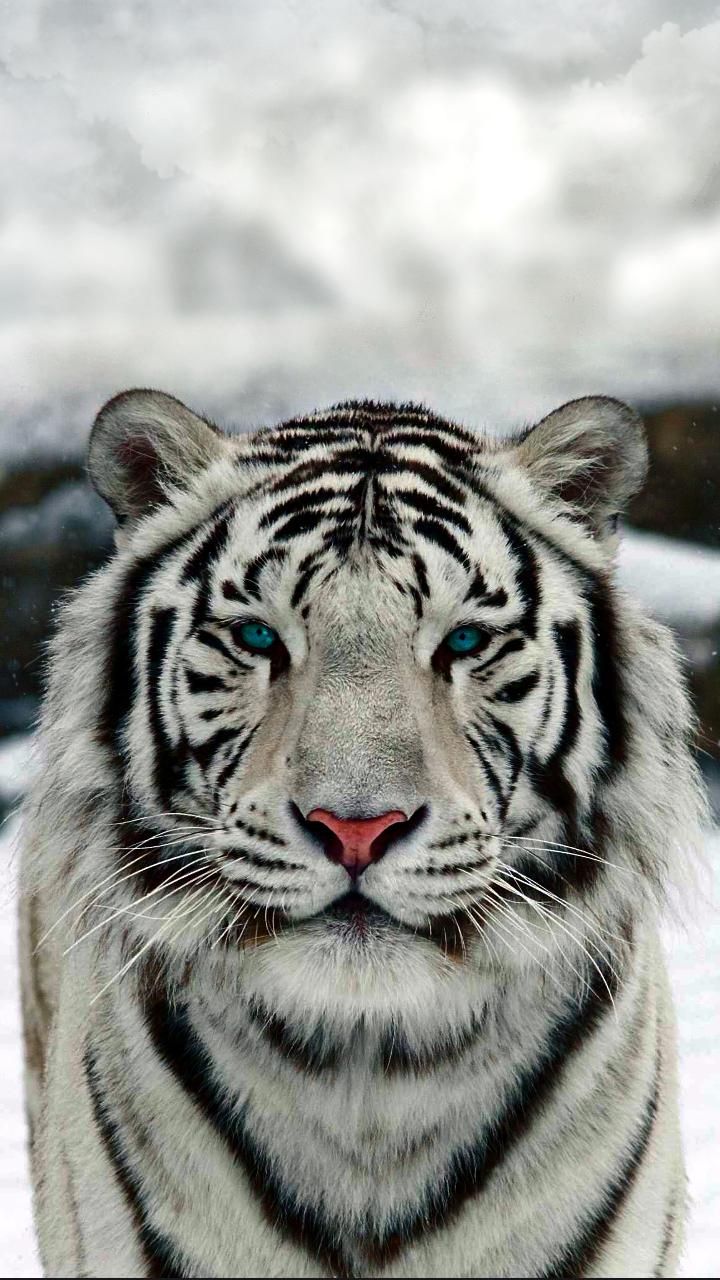 tiger wallpaper,tiger,vertebrate,bengal tiger,mammal,wildlife