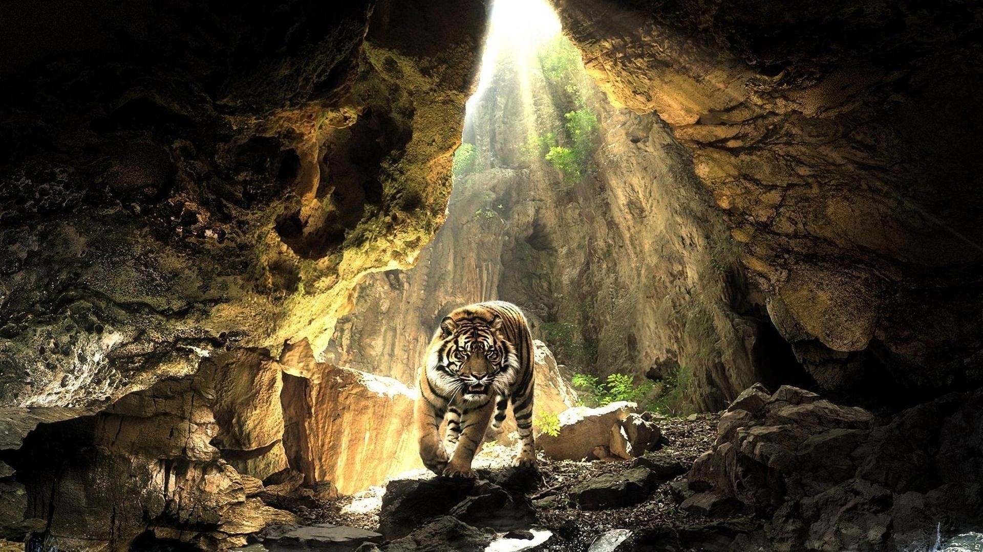 fondo de pantalla de tigre,tigre de bengala,felidae,formación,tigre,fauna silvestre