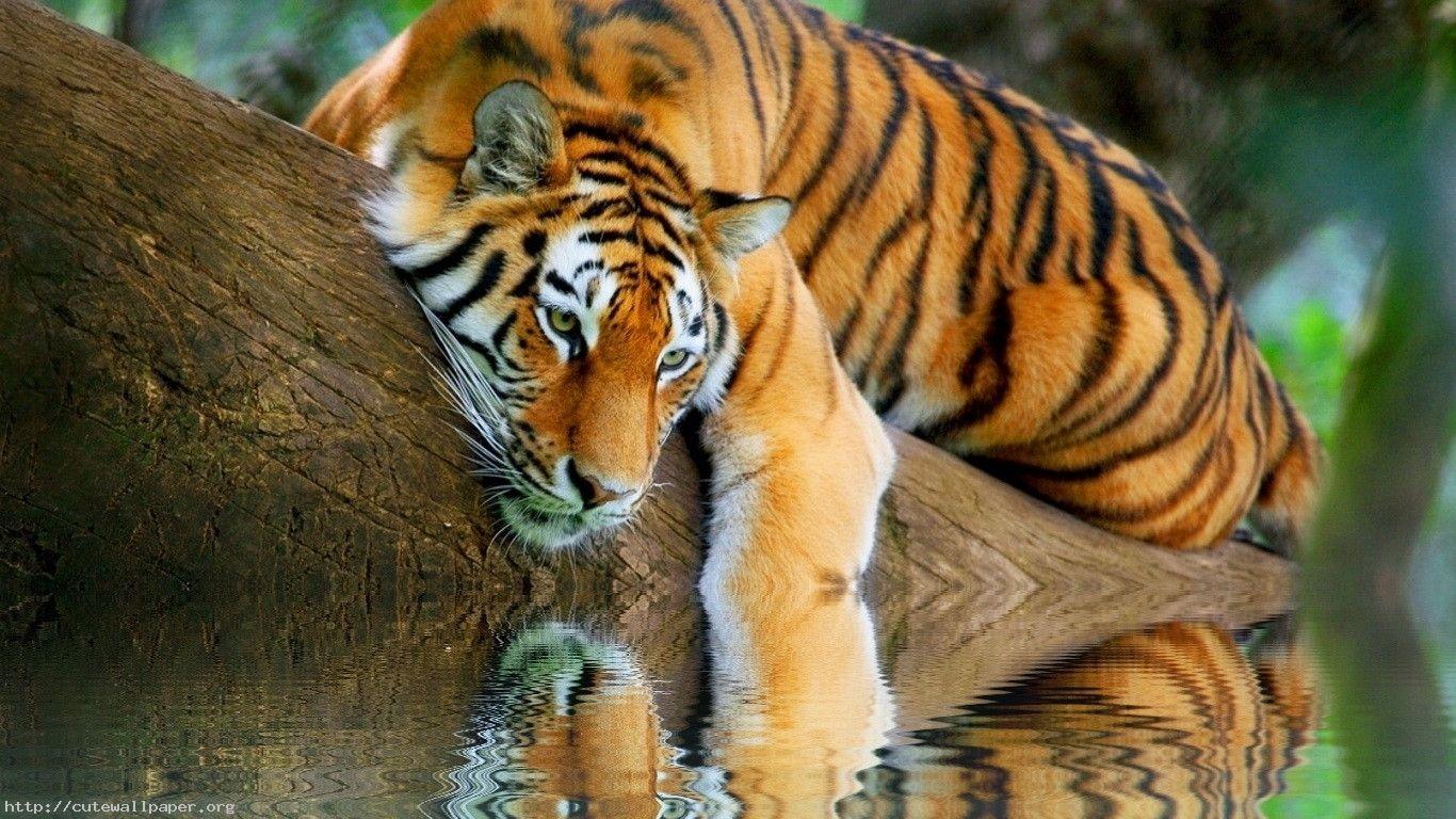 tiger wallpaper,tiger,wildlife,mammal,vertebrate,terrestrial animal