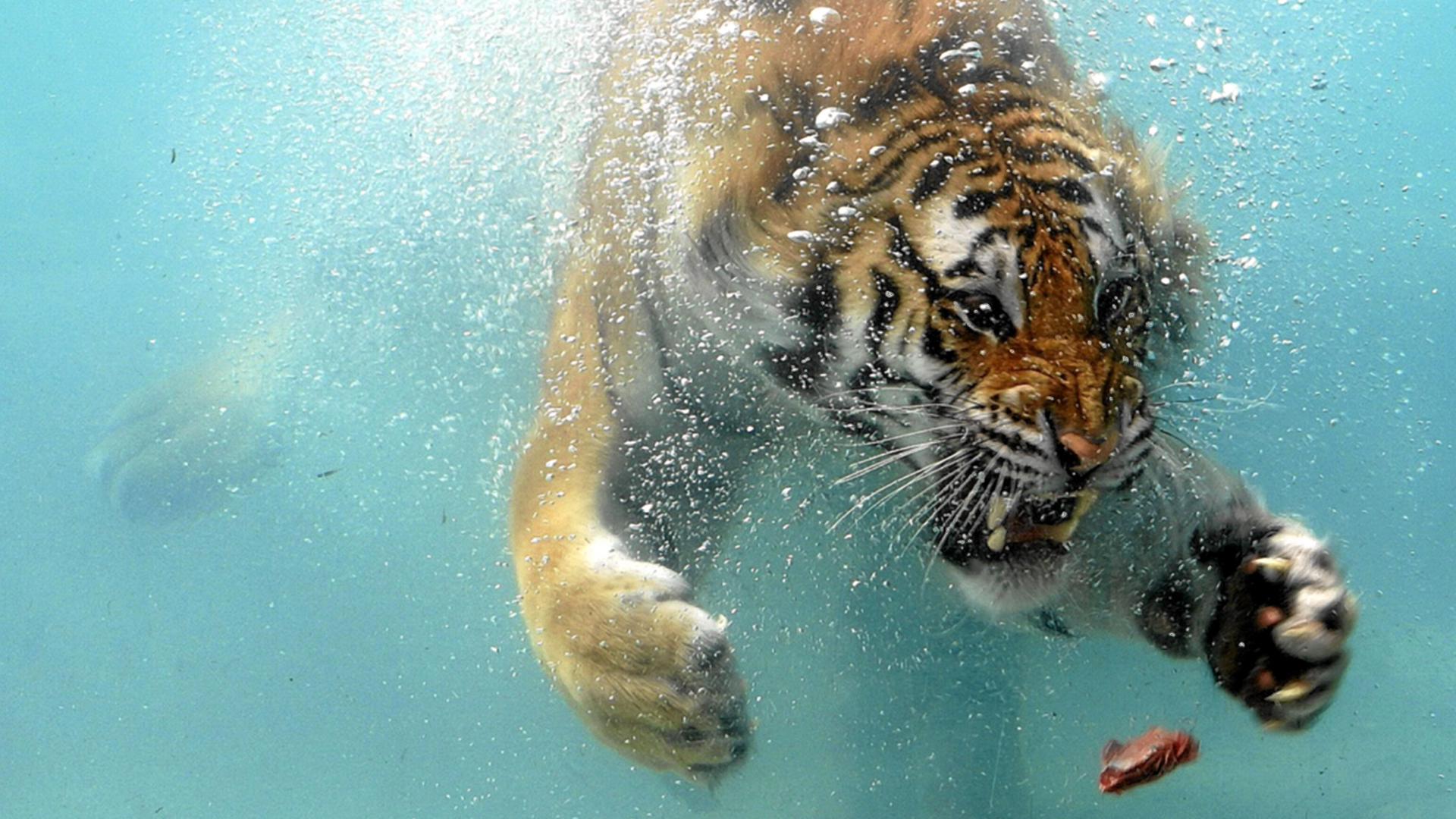tiger tapete,tiger,bengalischer tiger,felidae,sibirischer tiger,große katzen