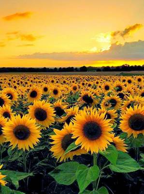 wallpaper sketsa,sunflower,flower,nature,sky,sunflower