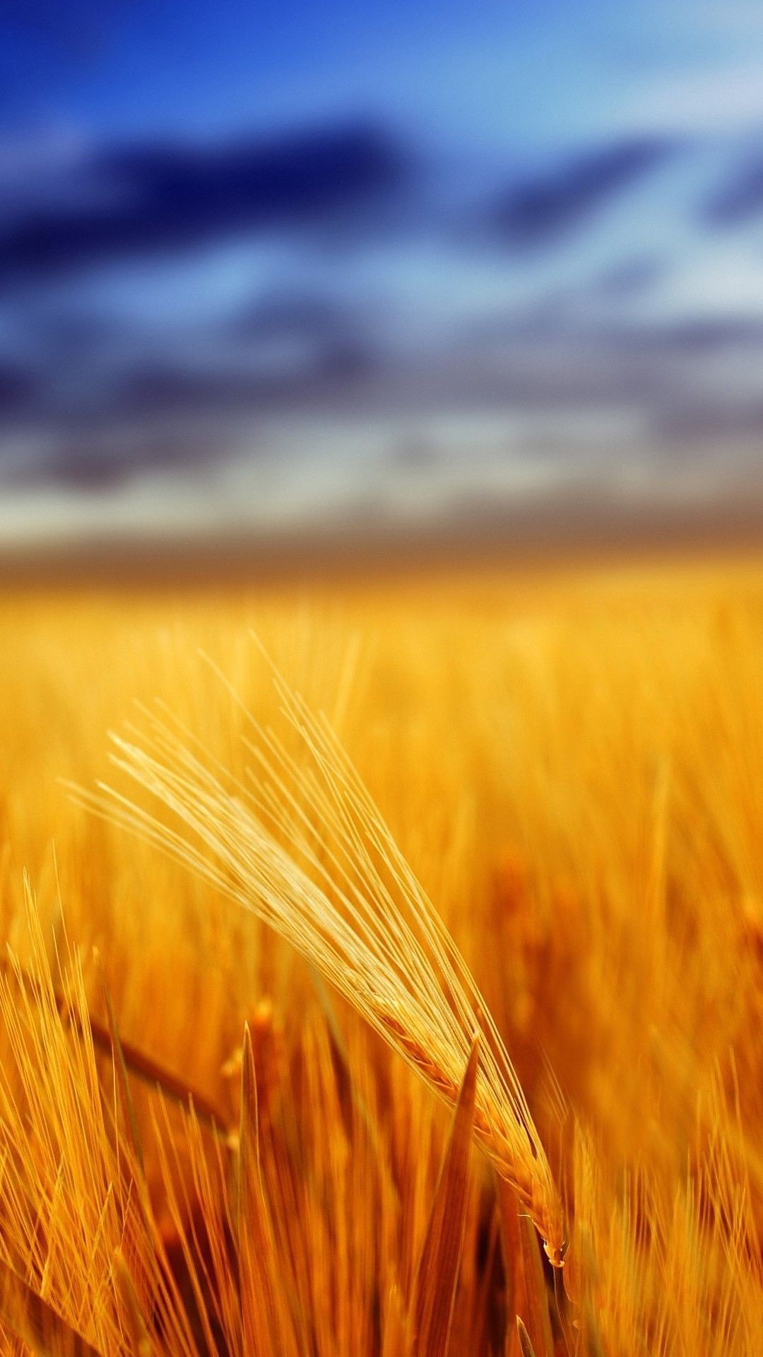 fond d'écran d'or pour mobile,orge,champ,seigle,blé noir,triticale