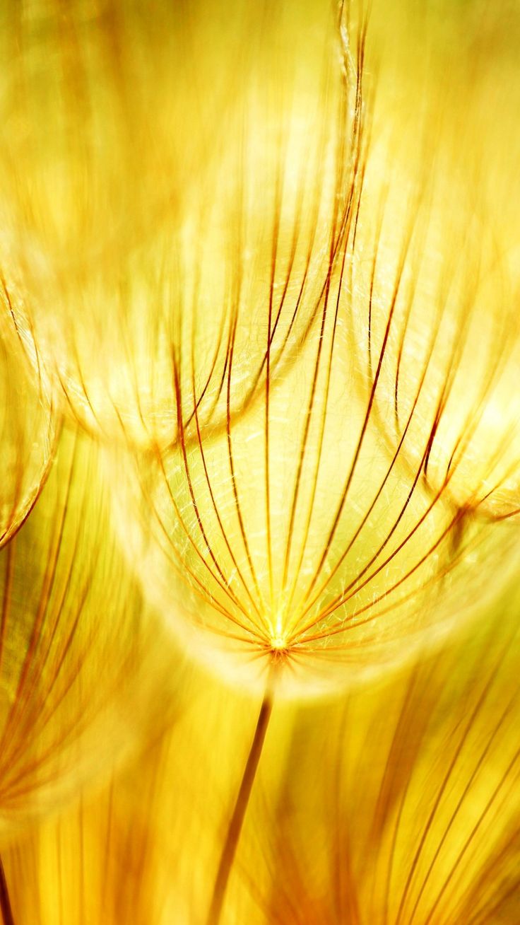 goldene tapete für handy,gelb,nahansicht,pflanze,sonnenlicht,blütenblatt