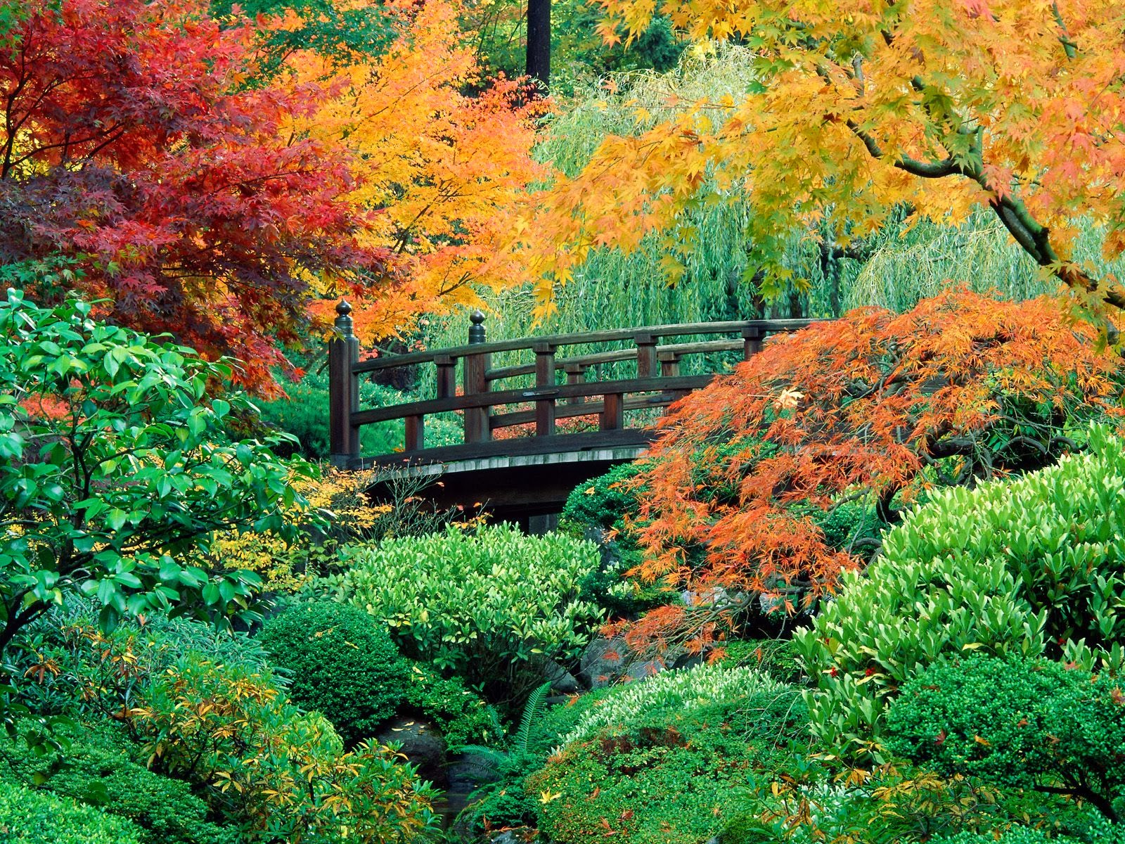 gartentapete herunterladen,natürliche landschaft,natur,baum,blatt,herbst