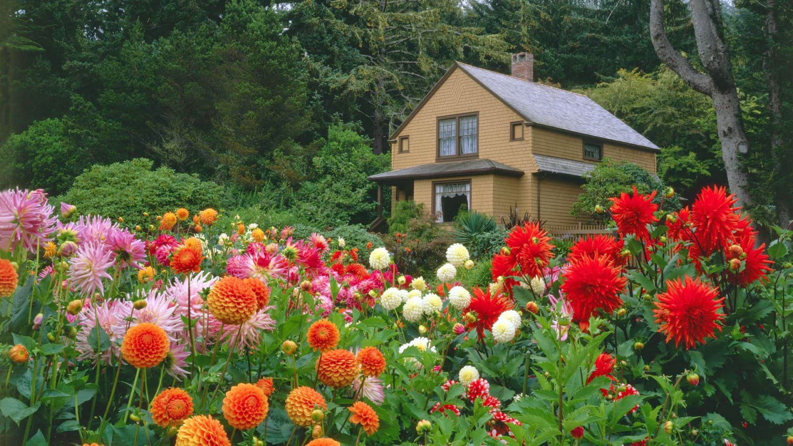 庭の壁紙ダウンロード,花,工場,自然の風景,庭園,開花植物