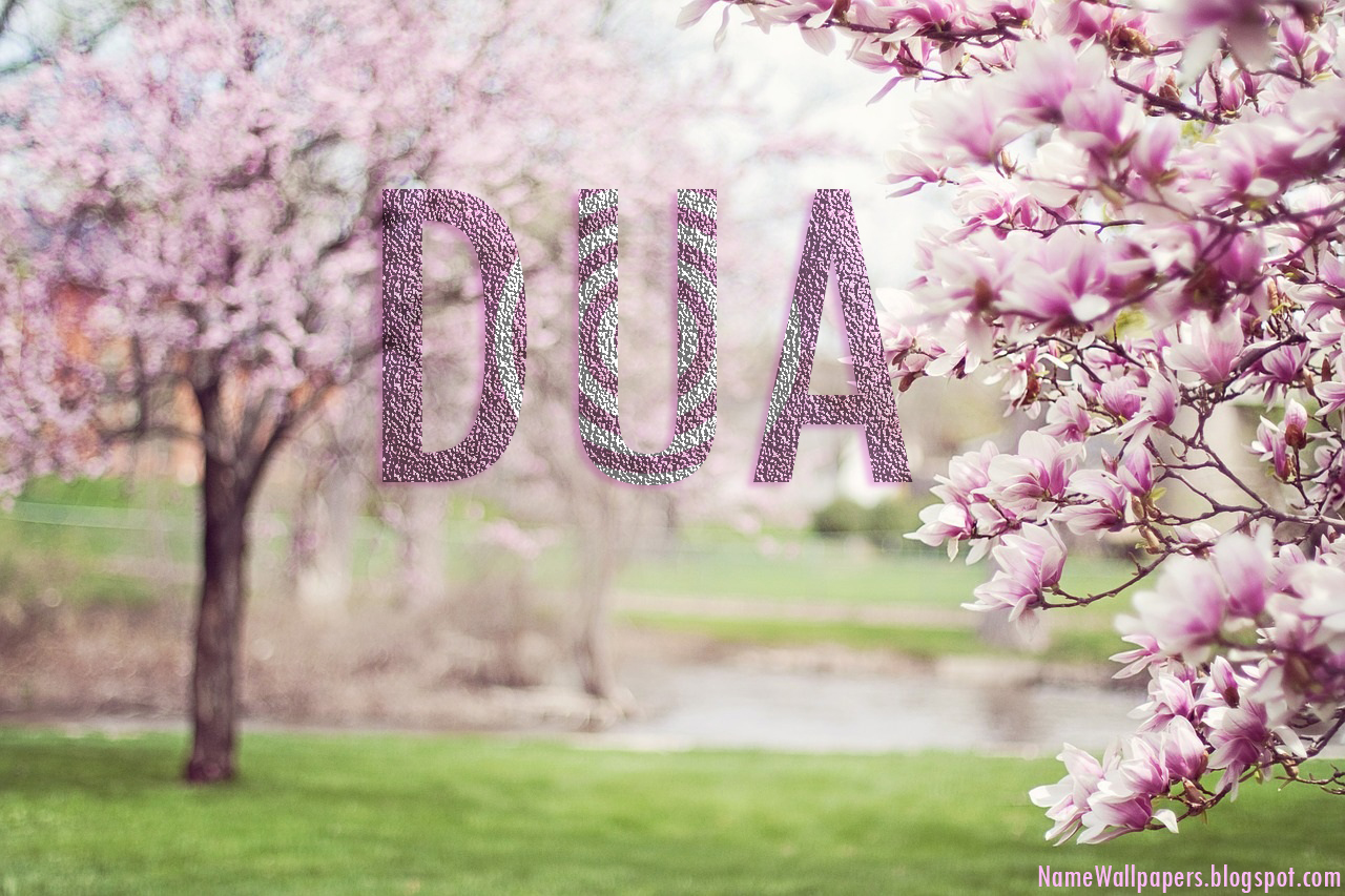 dua name wallpaper,flower,spring,blossom,lilac,plant