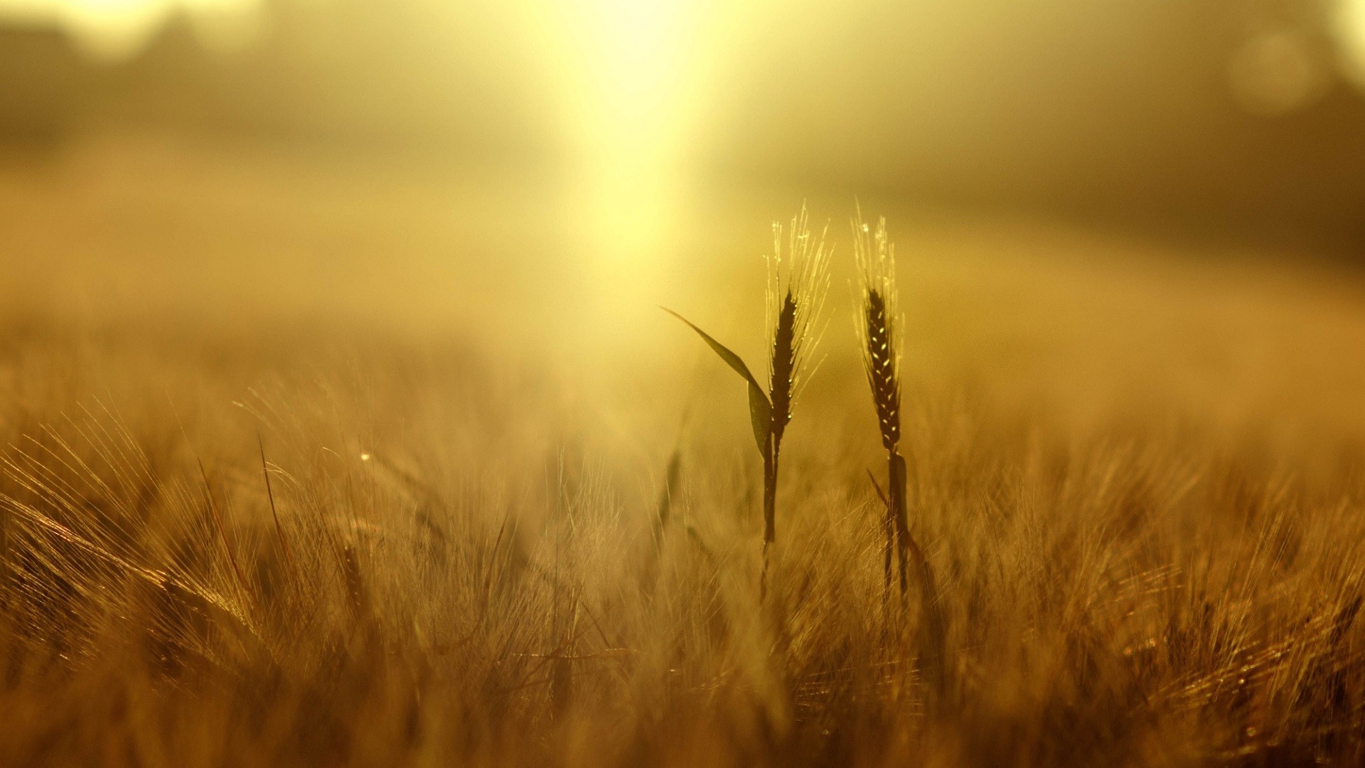 papier peint soleil,la nature,ciel,herbe,jaune,champ