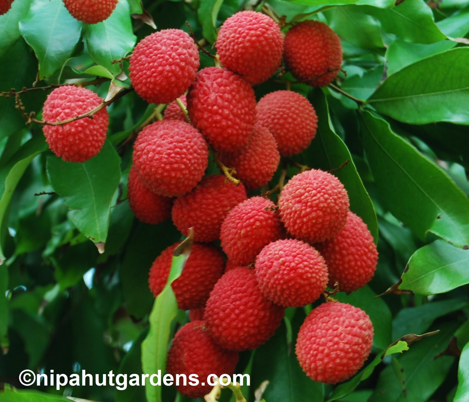 fruits pictures wallpapers,flowering plant,lychee,plant,fruit,fruit tree