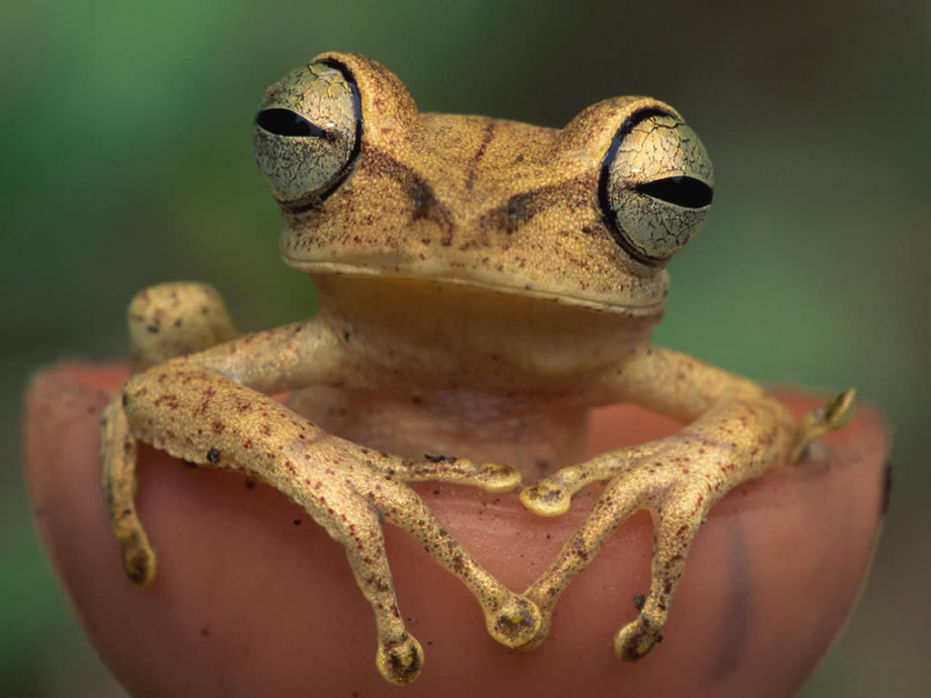 crazy frog wallpaper,frog,toad,tree frog,amphibian,true frog