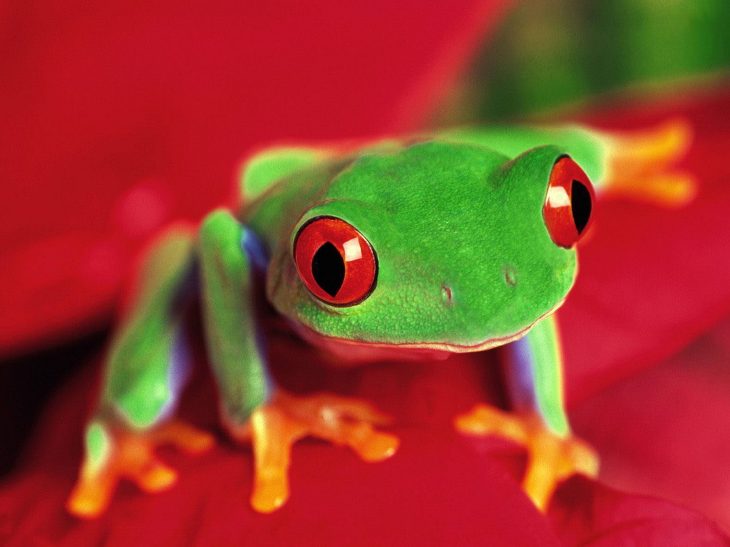 papier peint grenouille fou,grenouille,rainette,grenouille aux yeux rouges,rainette,vert