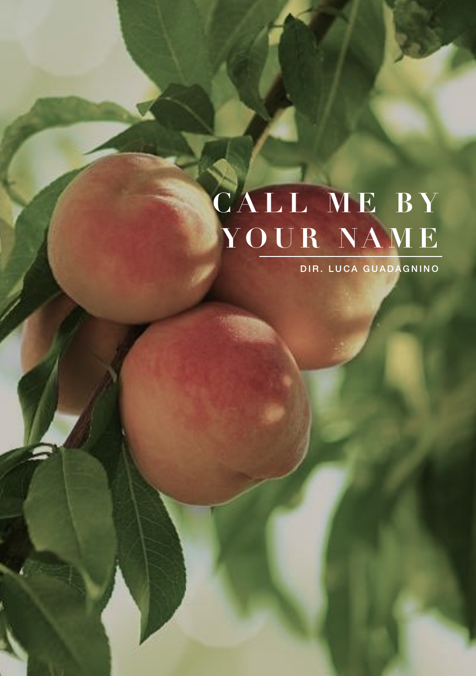 call me wallpaper,european plum,peach,fruit,plant,apricot