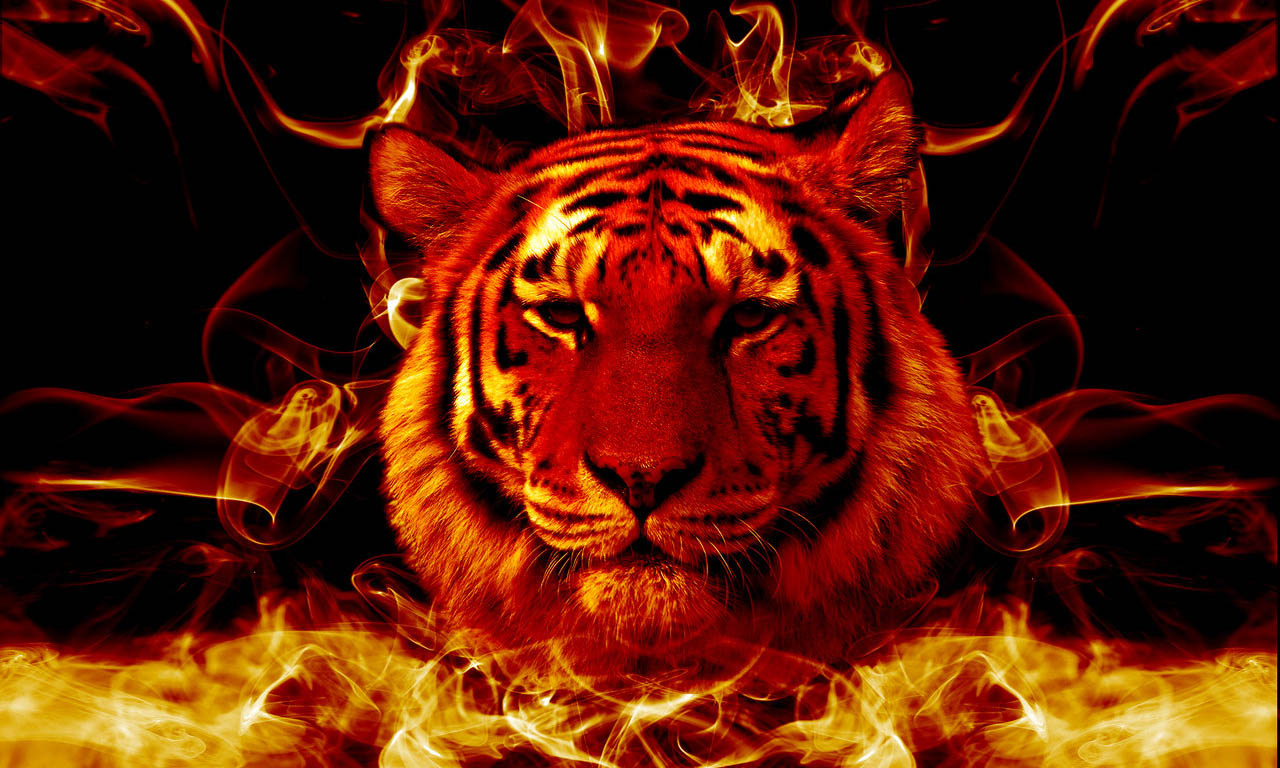 fire tiger wallpaper,bengal tiger,felidae,tiger,wildlife,big cats