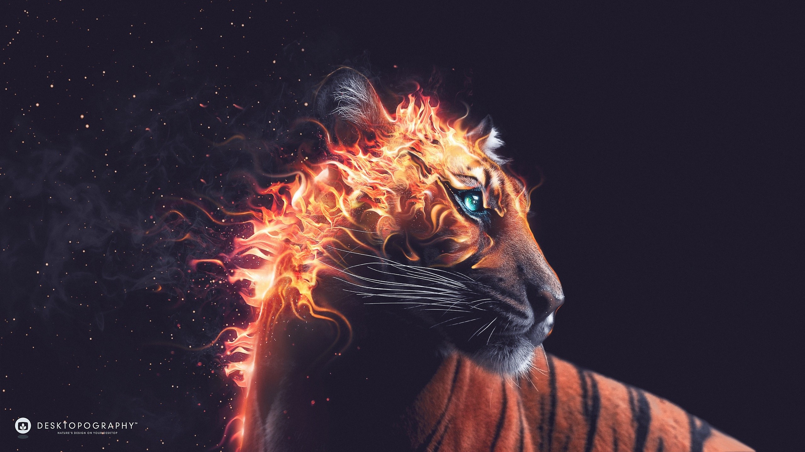 fire tiger wallpaper,felidae,lion,big cats,whiskers,organism