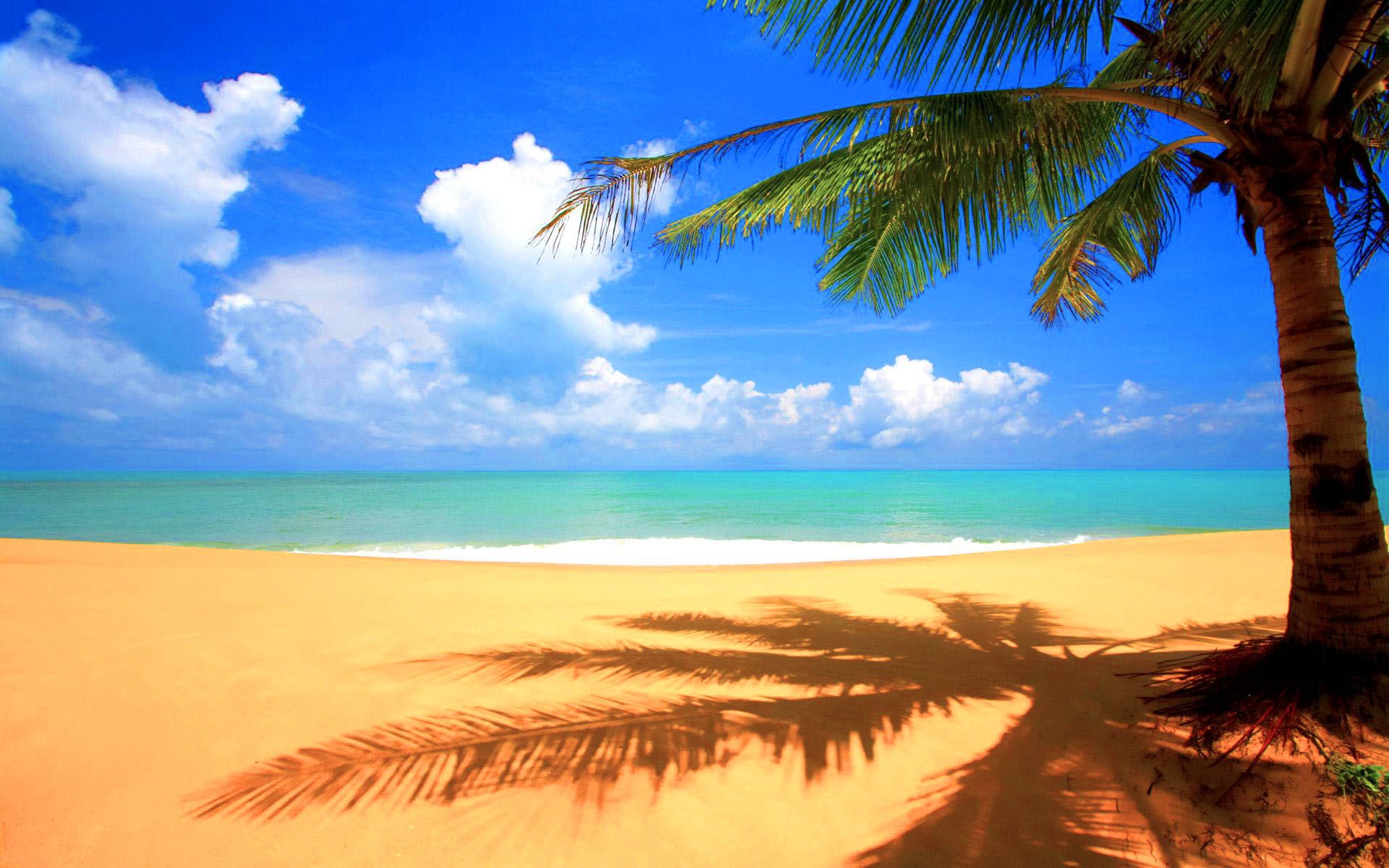 fond d'écran de fête de plage,ciel,la nature,arbre,palmier,caraïbes