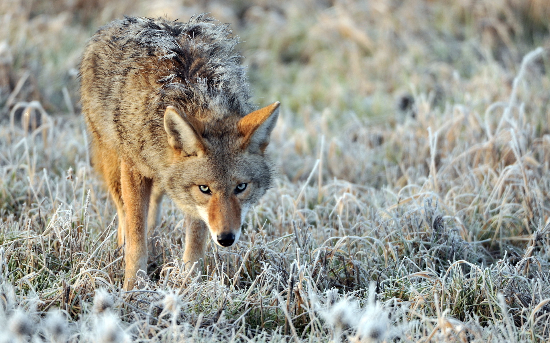 carta da parati coyote,natura,sciacallo,coyote,lupo rosso,animale terrestre