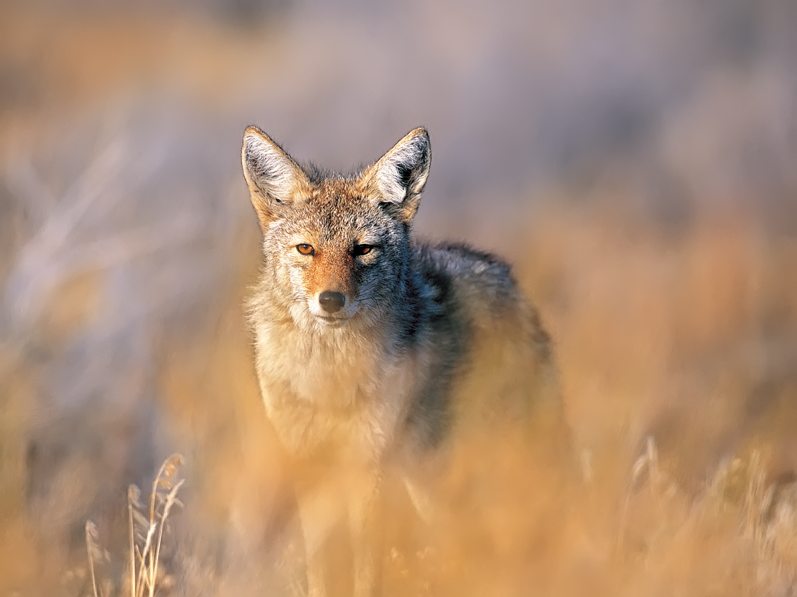 carta da parati coyote,sciacallo,natura,coyote,volpe,volpe veloce