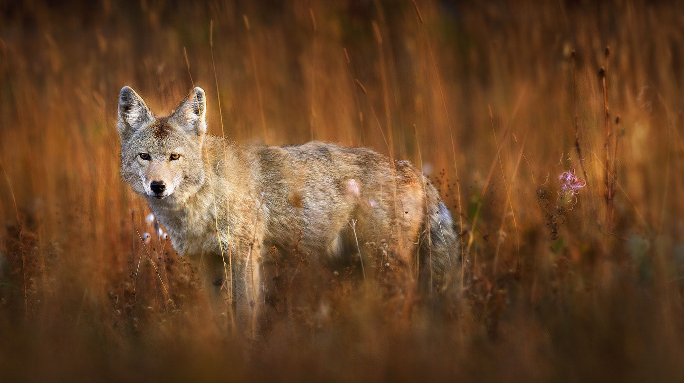 Coyote Wallpaper Vertebrate Wildlife Mammal Jackal Nature 5076 Wallpaperuse