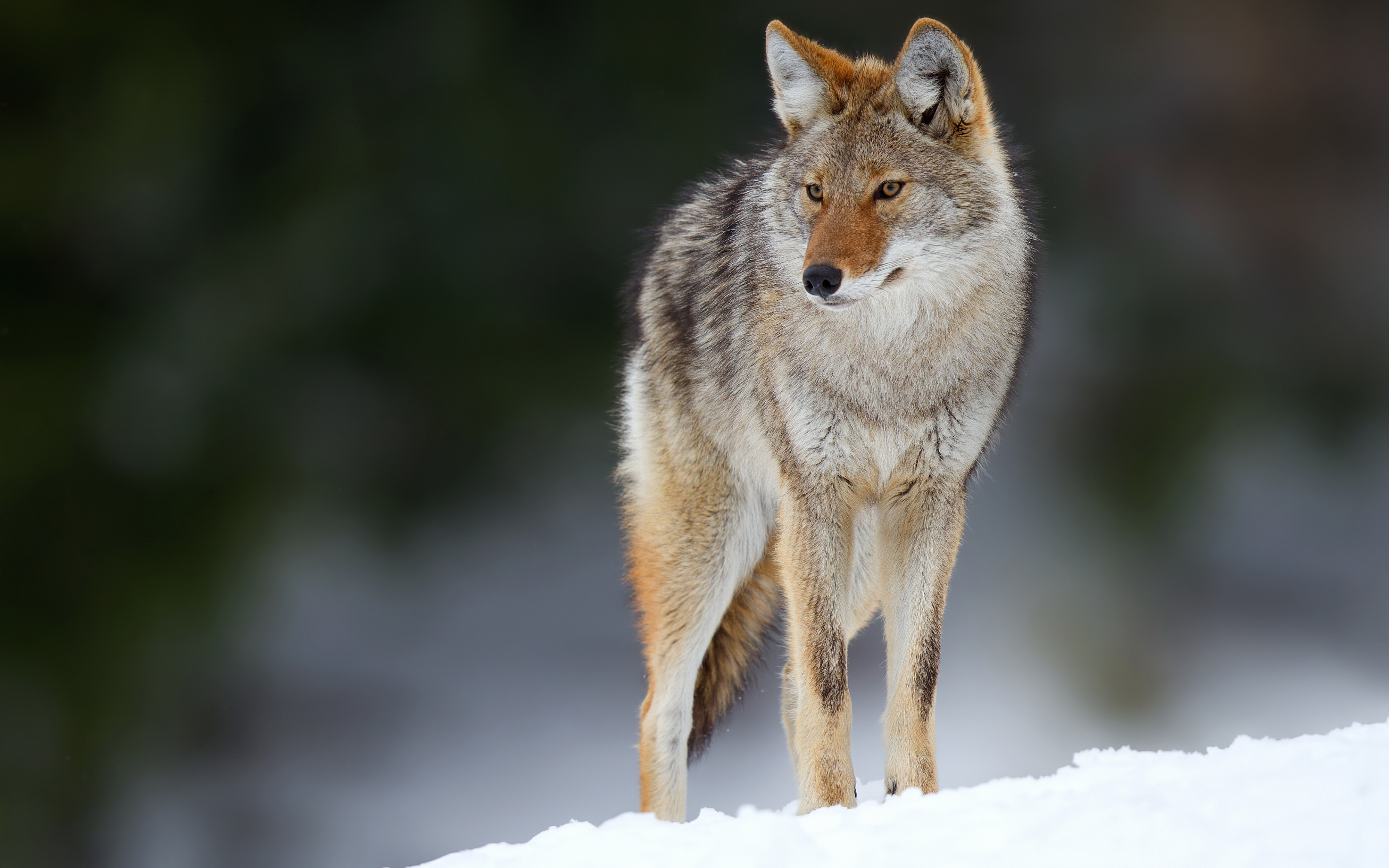 carta da parati coyote,natura,coyote,lupo,canis lupus tundrarum,lupo rosso
