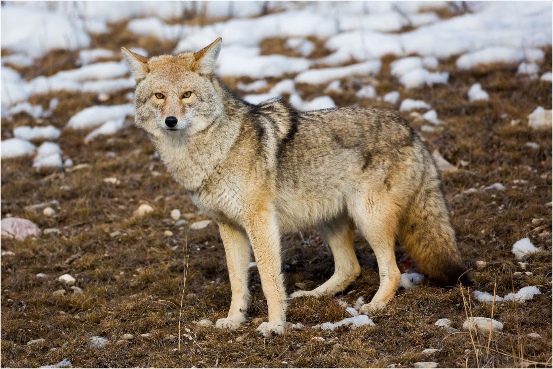 Coyote - Coyote Photographs- WallpaperUse