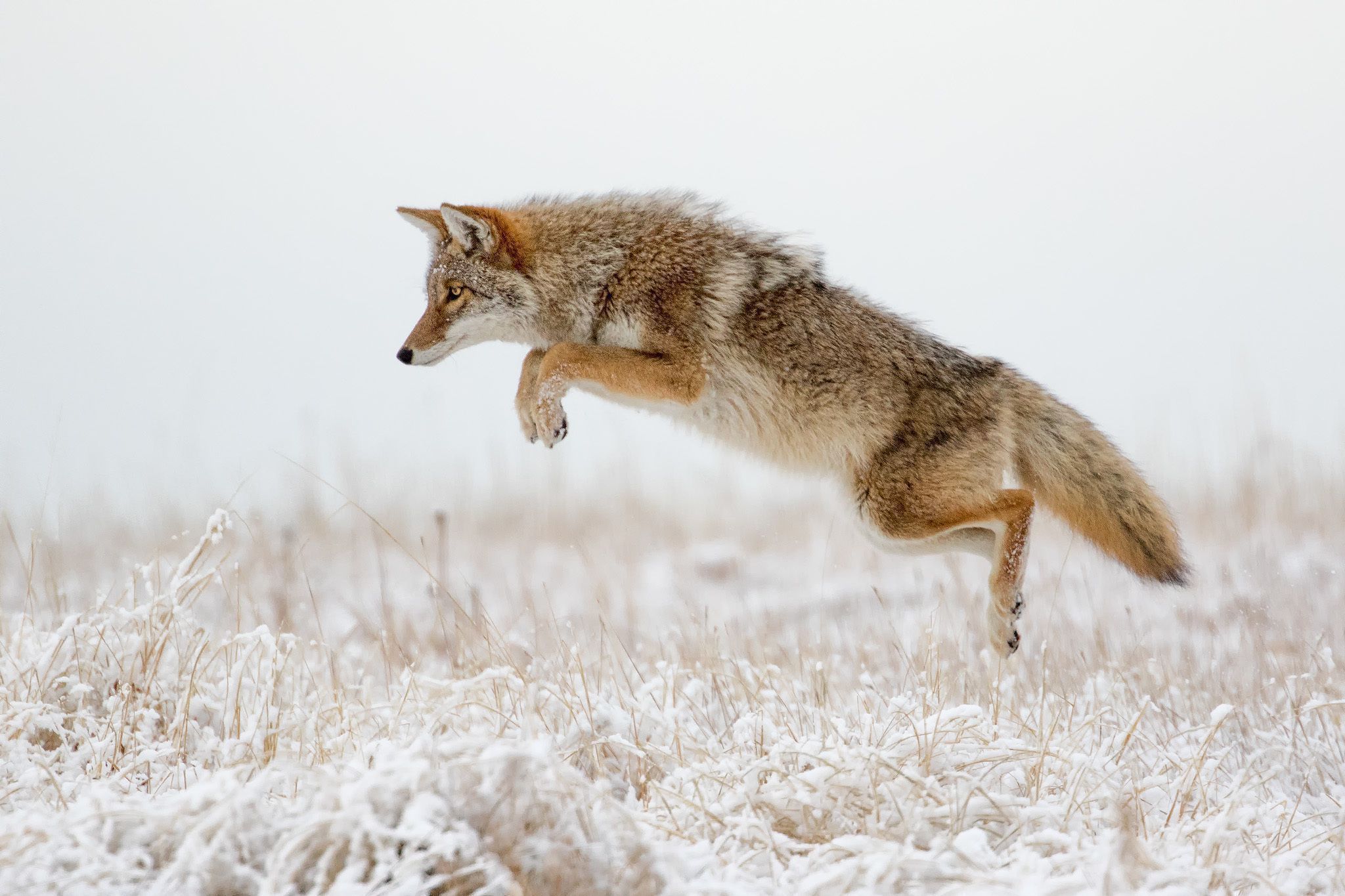 kojote tapete,tierwelt,kojote,fuchs,roter fuchs,pelz