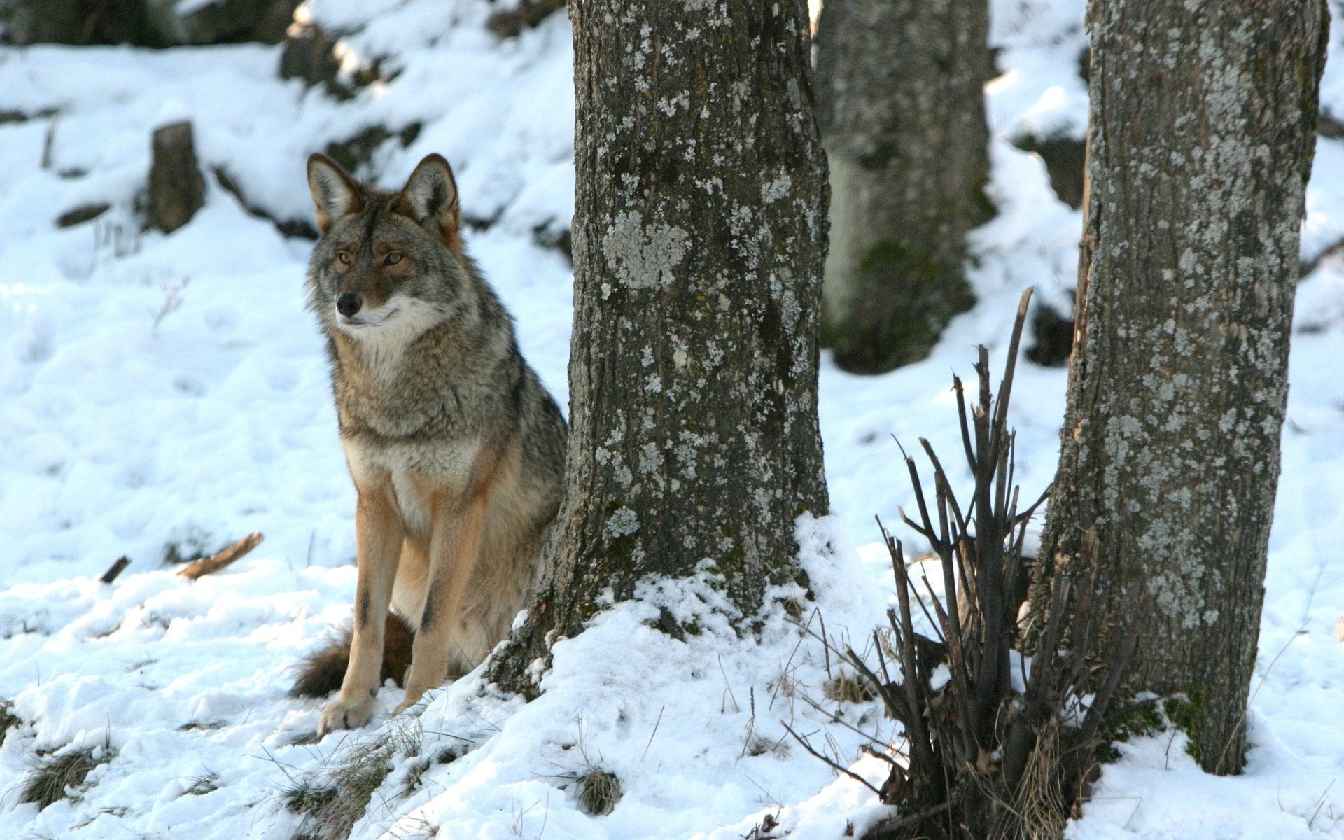 fondo de pantalla de coyote,lobo,fauna silvestre,perro lobo,coyote,nieve