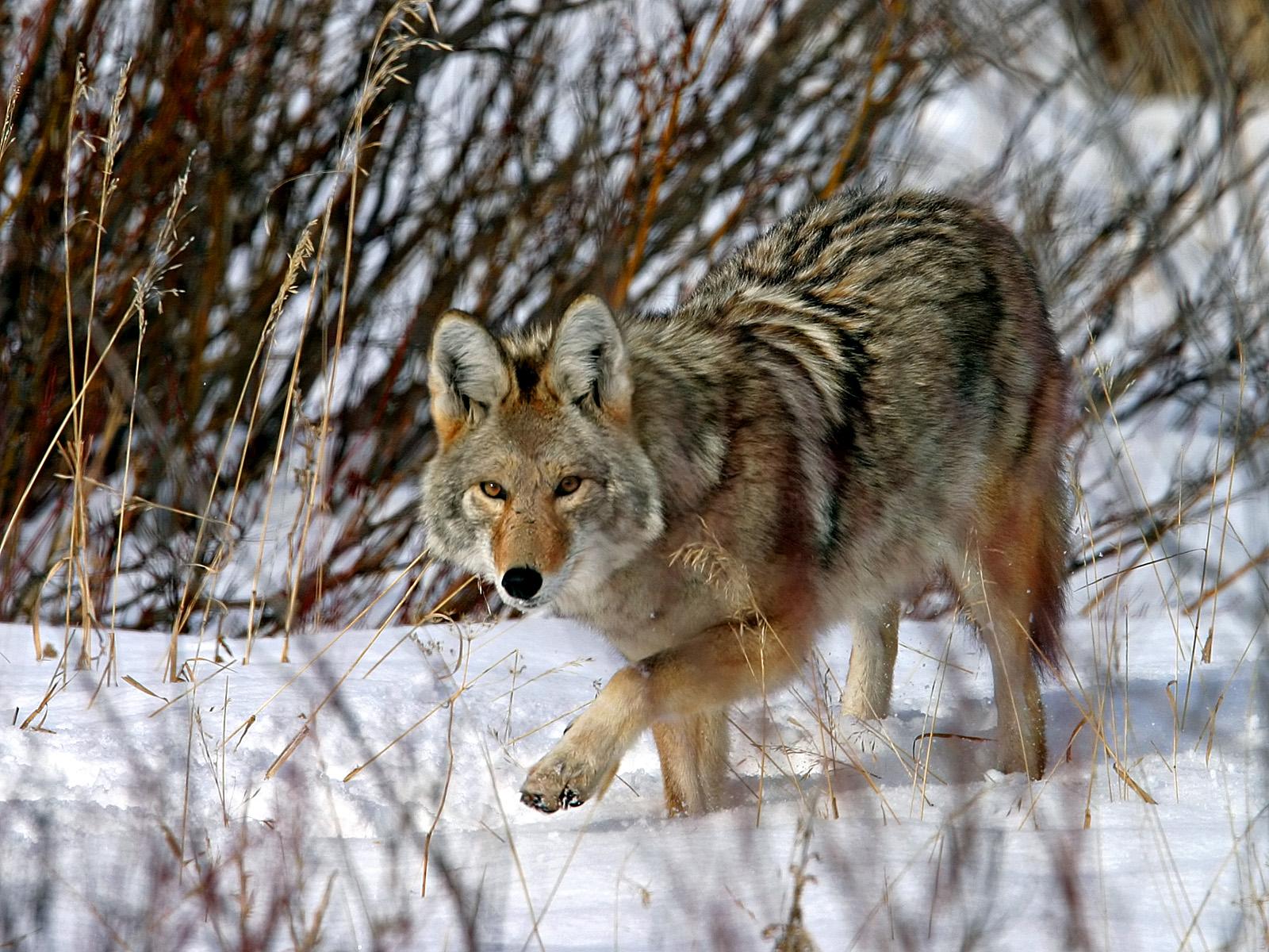 coyote wallpaper,mammal,vertebrate,wolf,wildlife,canidae