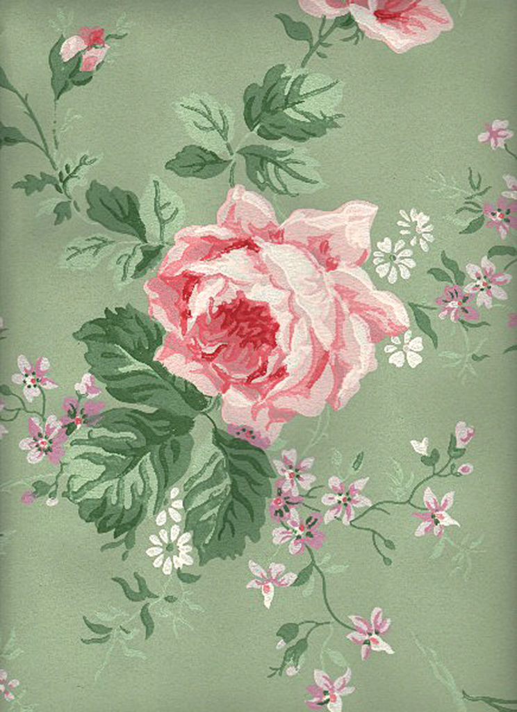 carta da parati rosa cavolo,rosa,rosa centifolia,rose da giardino,fiore,rosa