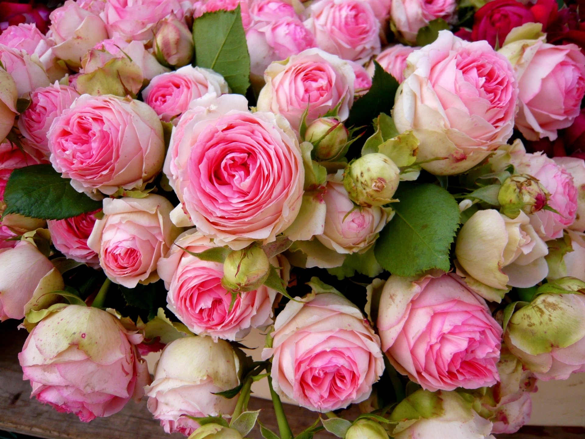 repollo rosa fondo de pantalla,flor,rosas de jardín,planta floreciendo,rosa,rosa centifolia