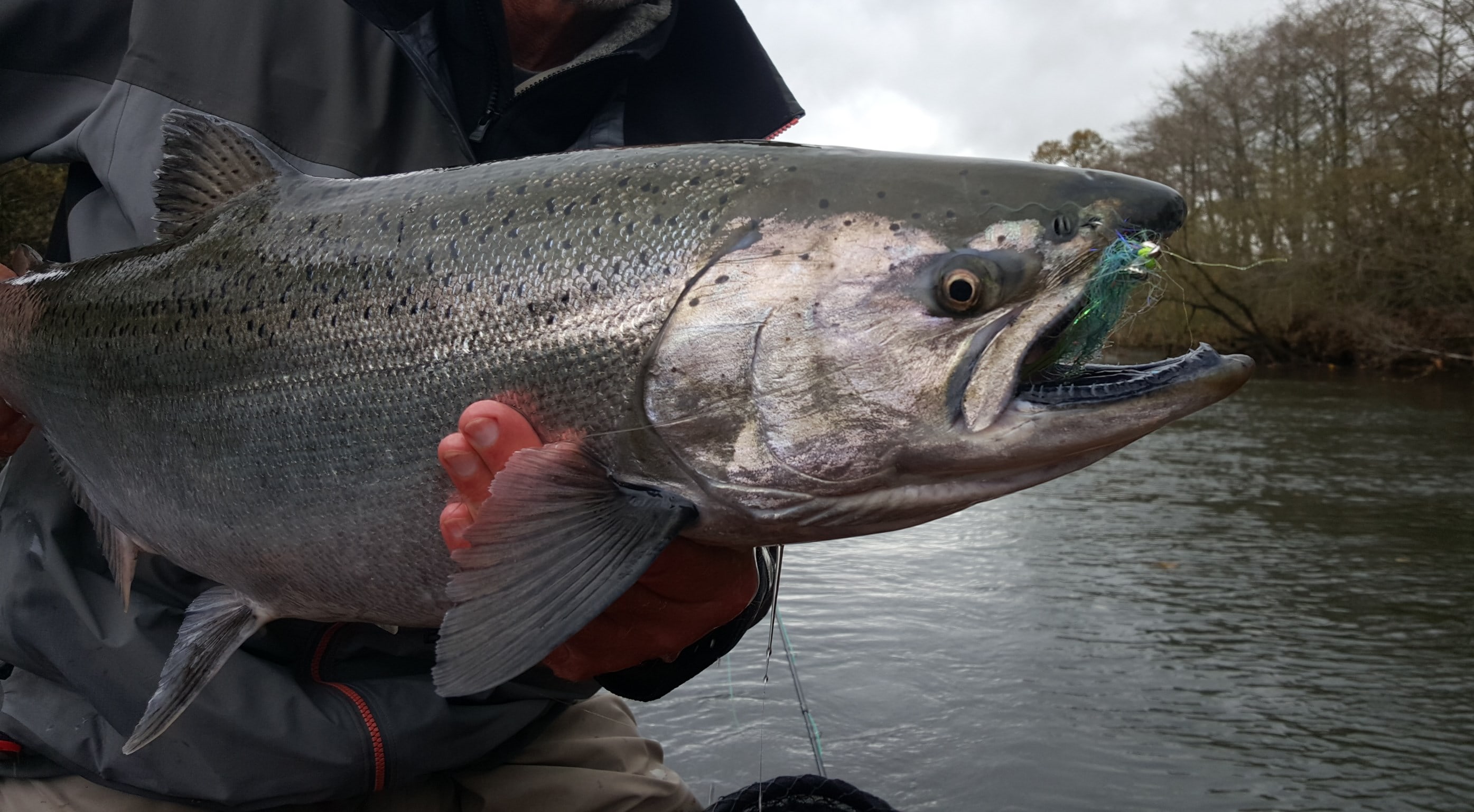 lachs tapete,fisch,fisch,angeln,freizeitfischen,bass