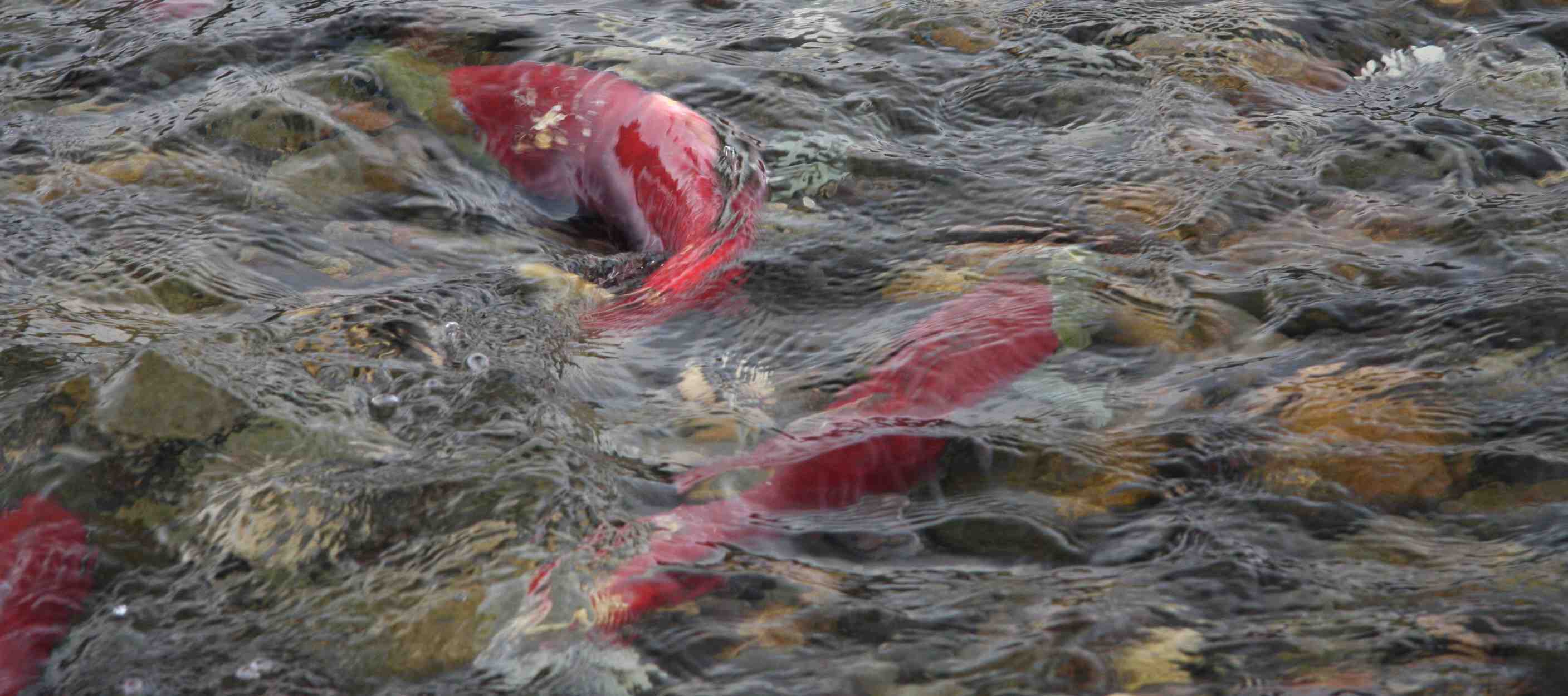 salmon wallpaper,koi,sockeye salmon,salmon,geological phenomenon,fish