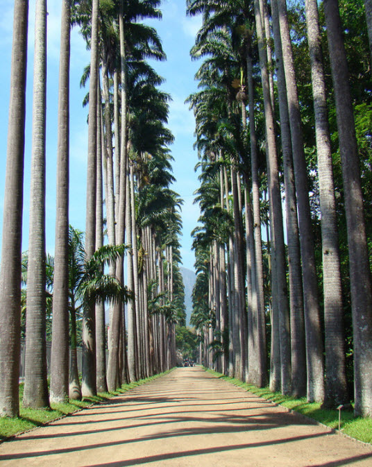 fondo de pantalla de belleza india,árbol,planta leñosa,paisaje natural,planta,arboleda